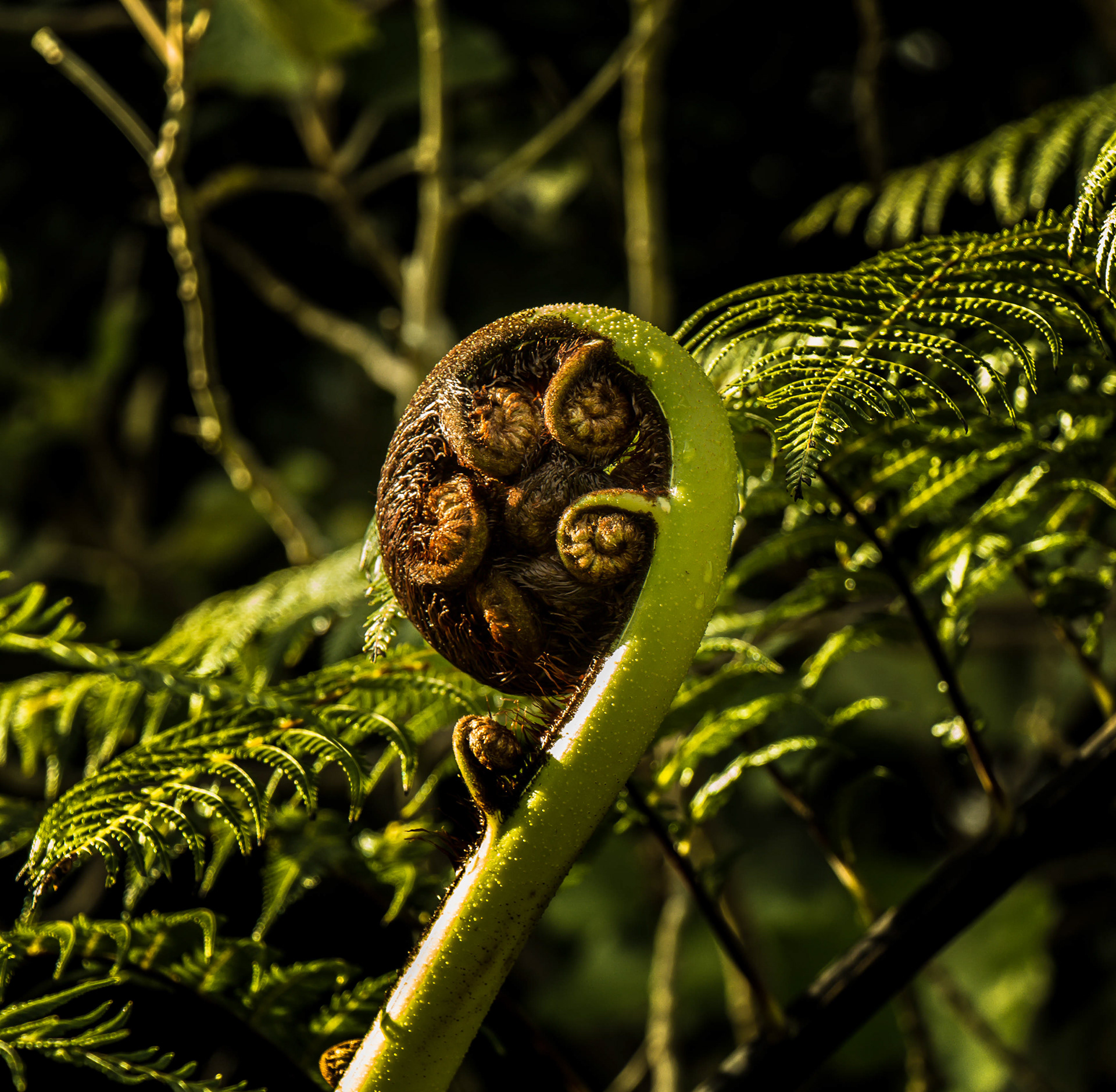 Wellington, Nouvelle-Zélande, parc, koru, crosse de fougère, symbole
