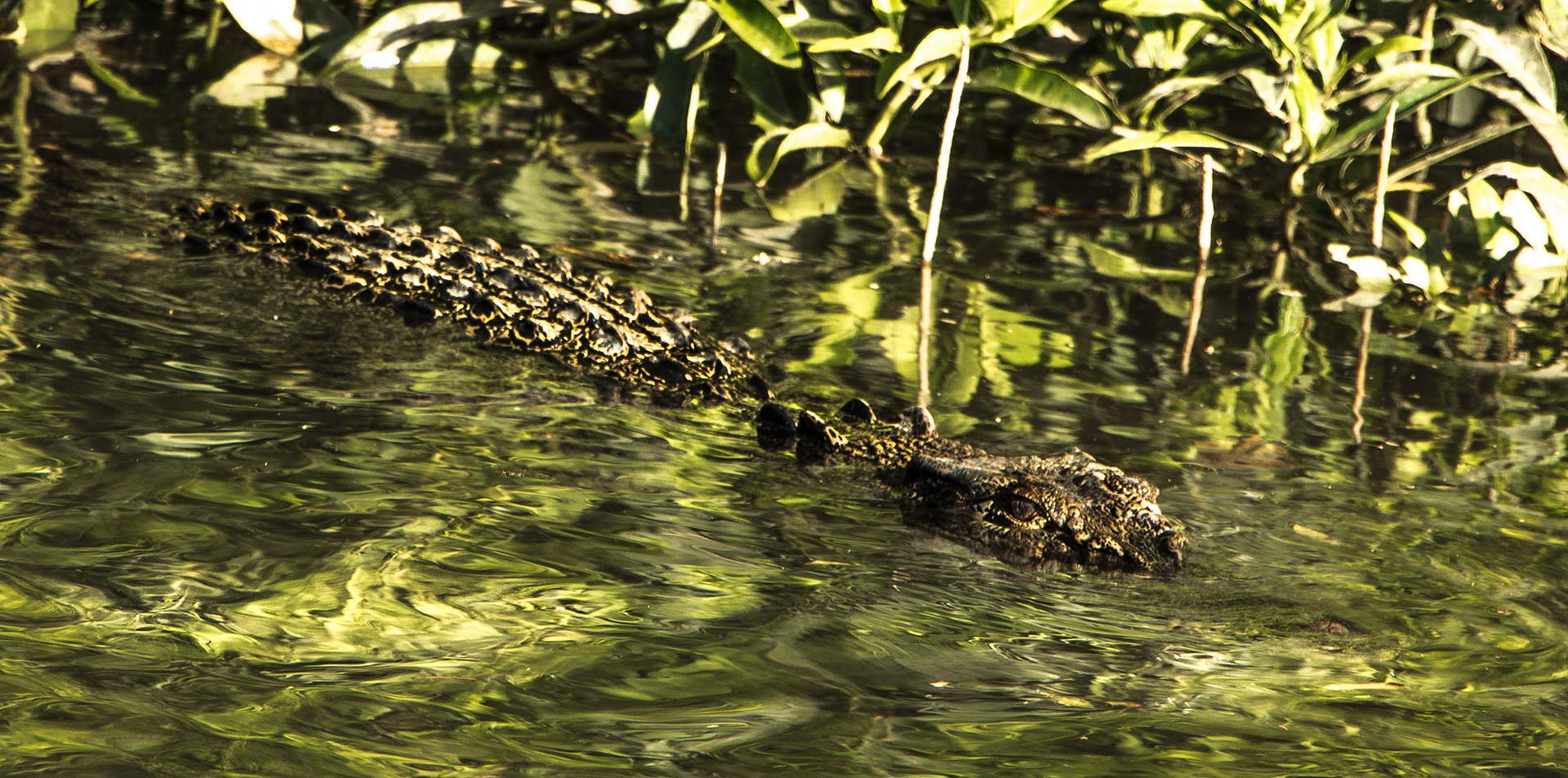 crocodile, daintree, australie