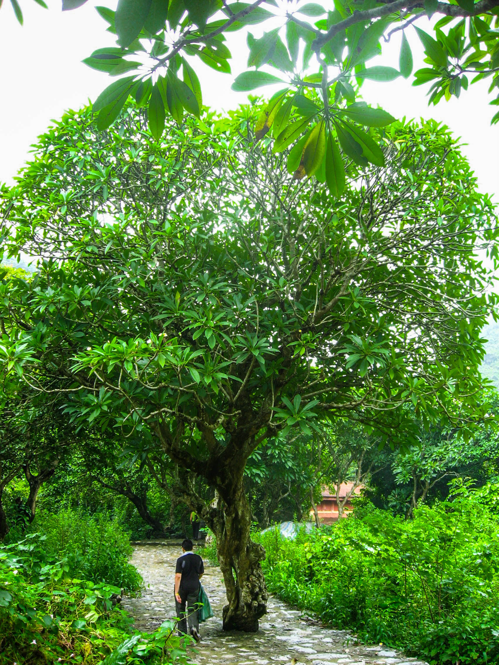 Pagode des parfums, Chùa Hương, Hương Sơn, montagne du parfum, rivière Yến, escalier, sentier, frangipanier, brume, pagode, temple, sanctuaire, frangipanier
