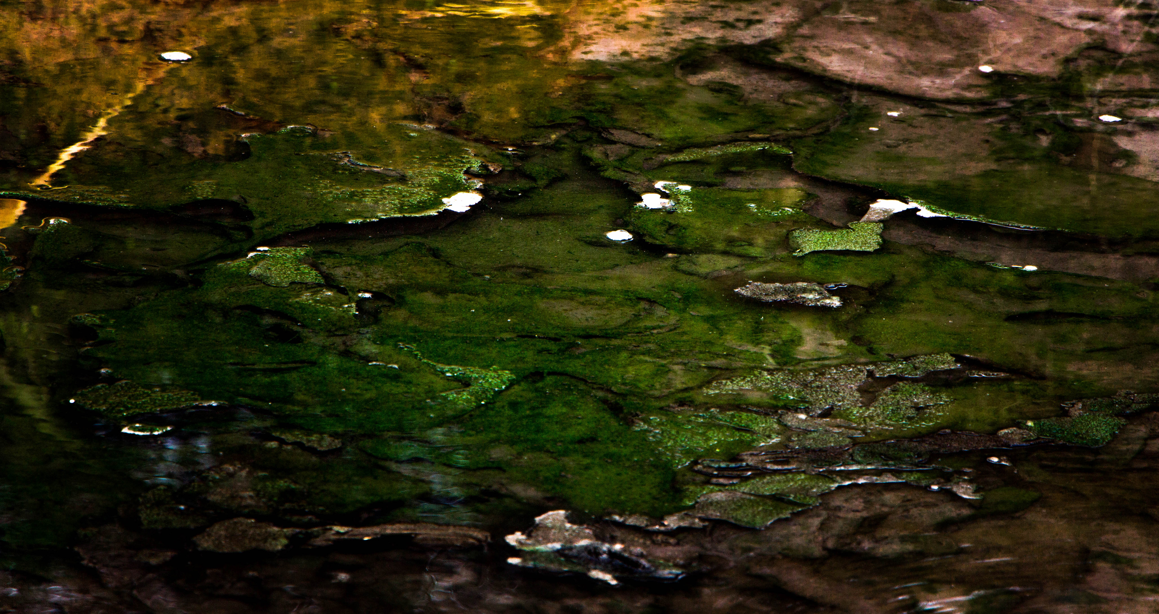 Kuirau park, rotorua, nouvelle zélande, activité géothermique