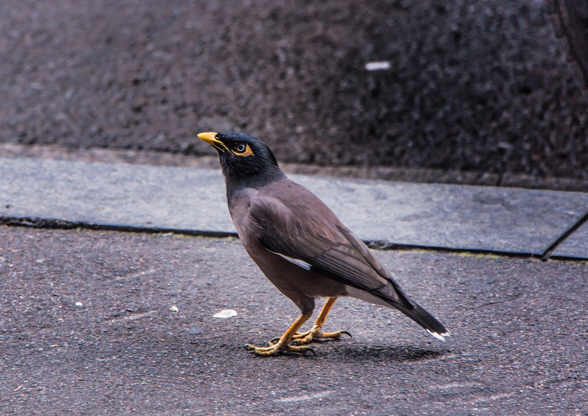 australie, sydney, , martin triste