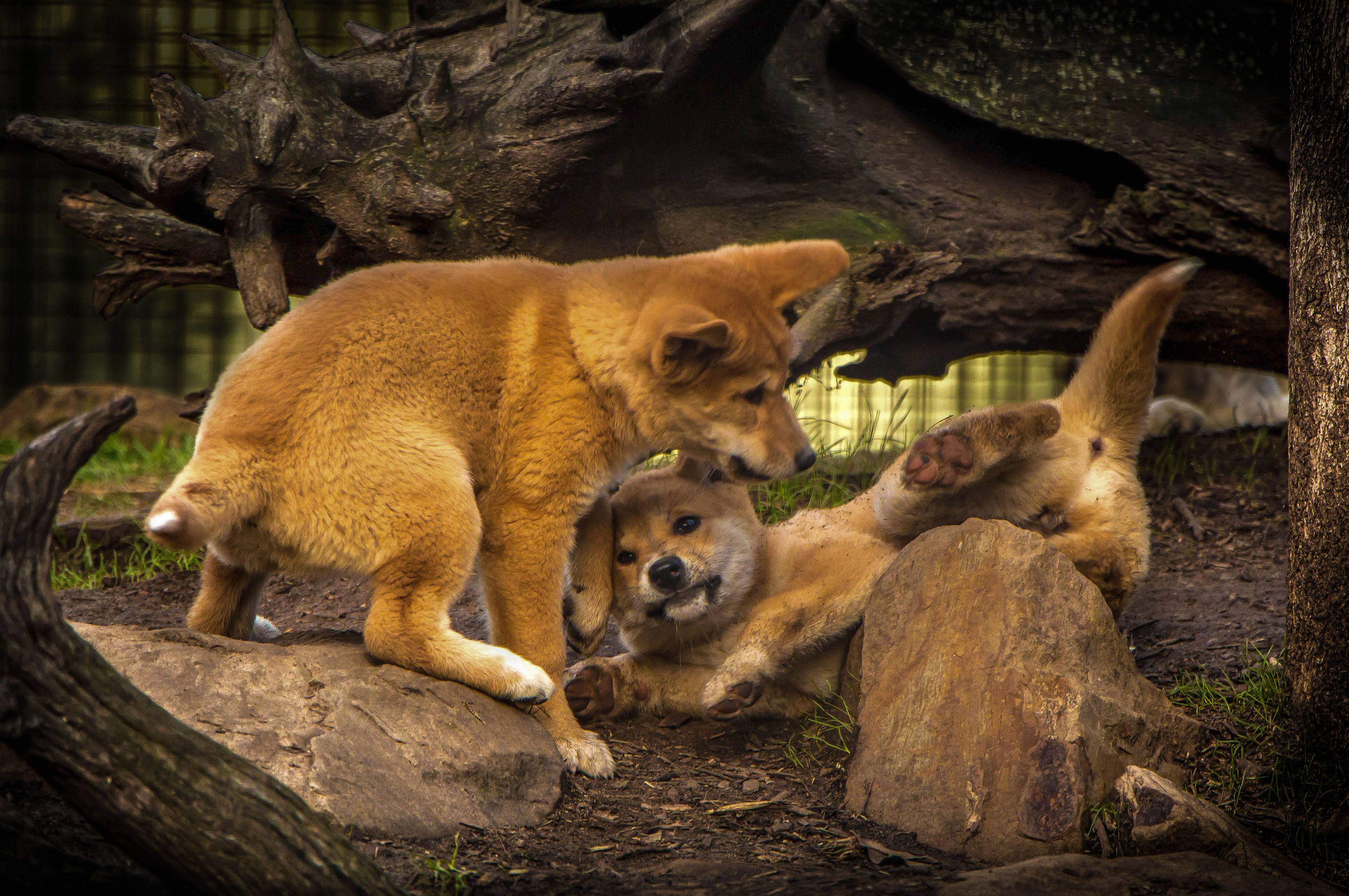 dingo, australie