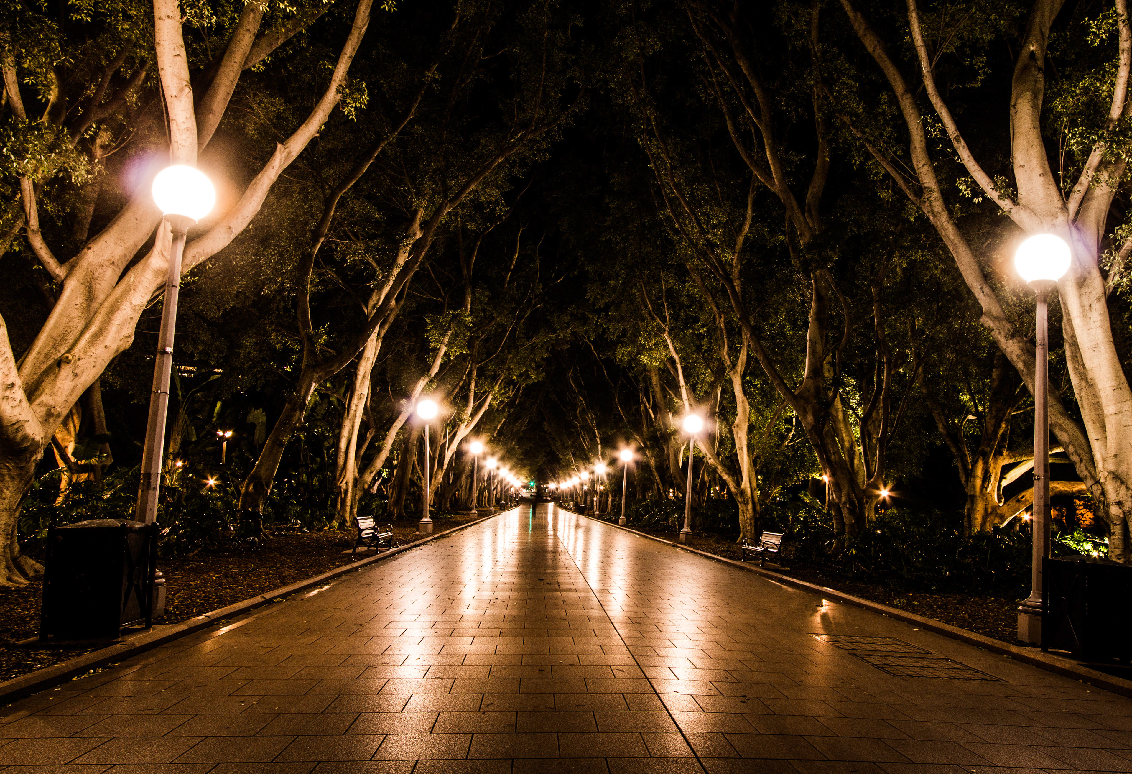 australie, sydney, parc, de nuit