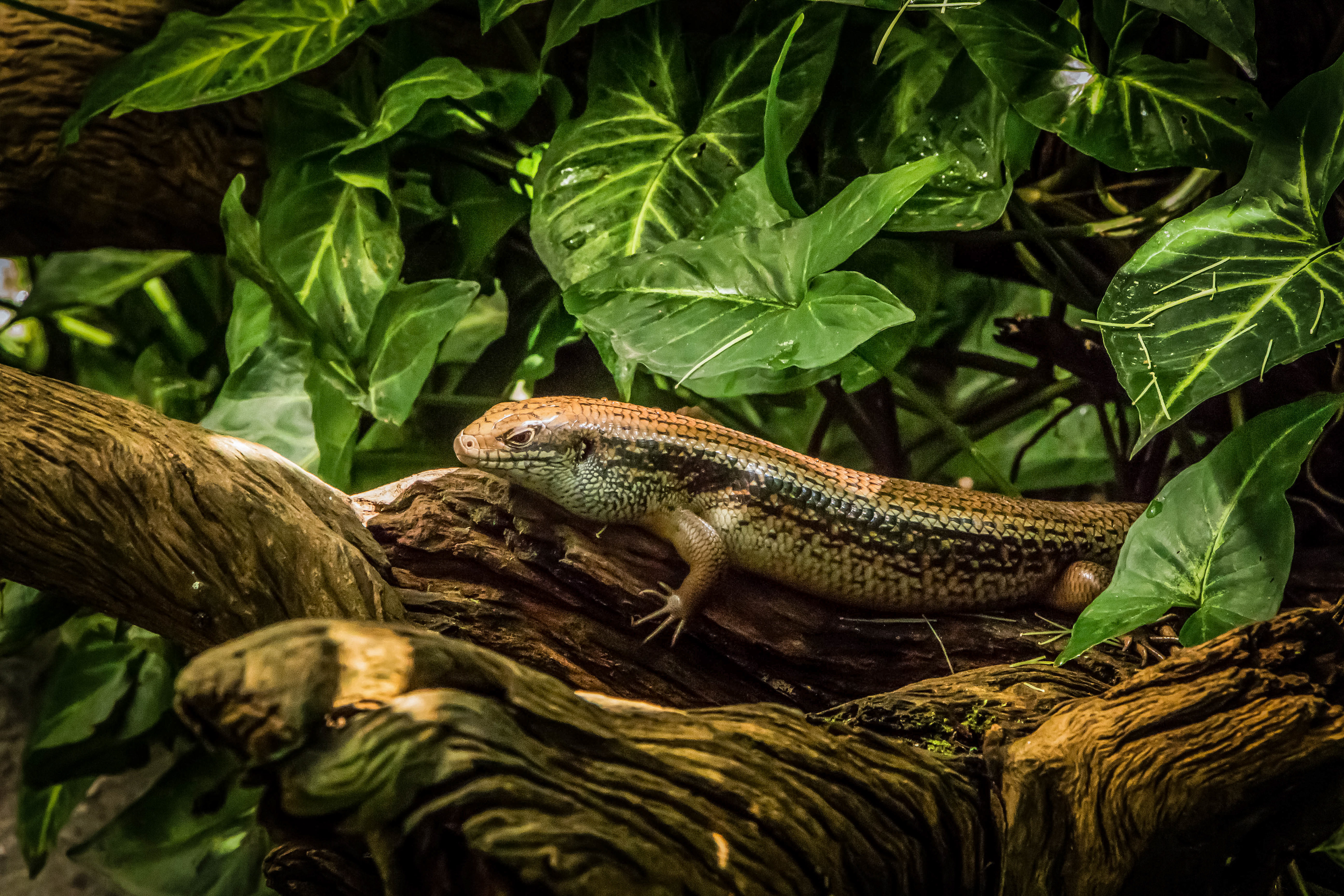 Lézard
