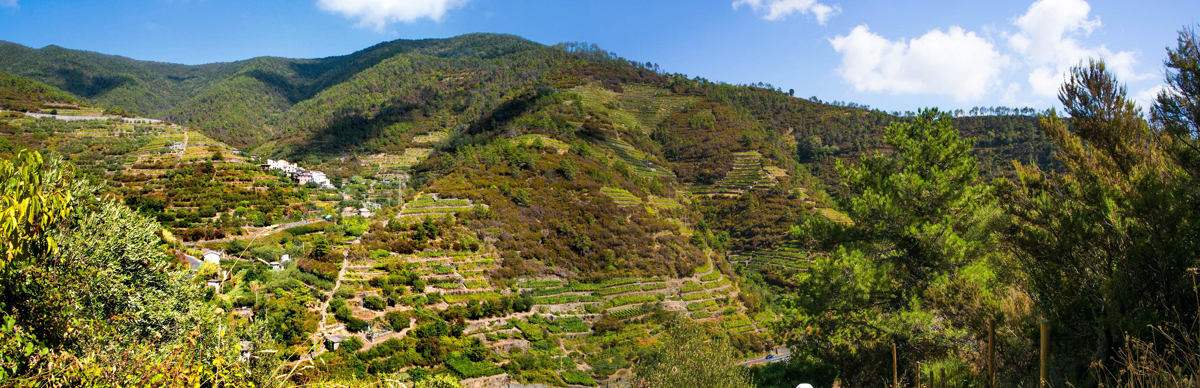 cinque terre, italie, manarola, randonnée, culture en terrasse, vigne, vignoble