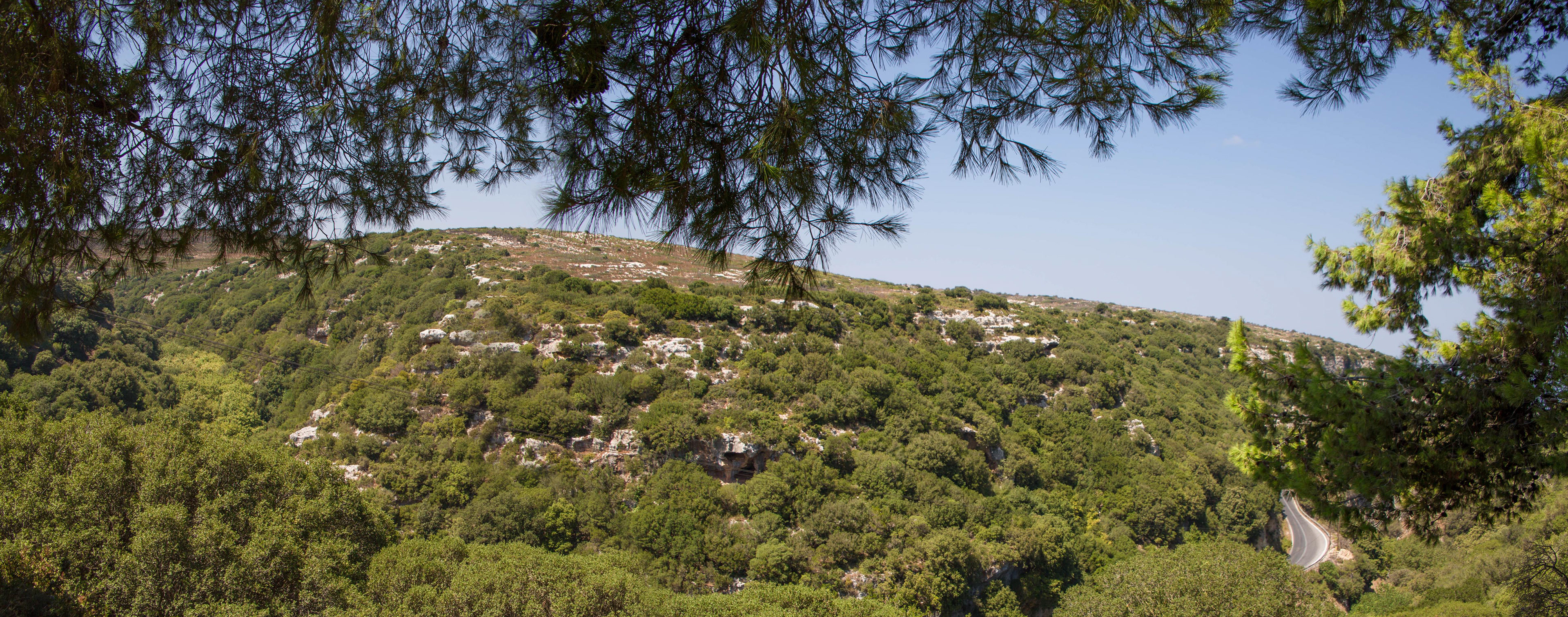 champ d'oliviers, plaine de la messara