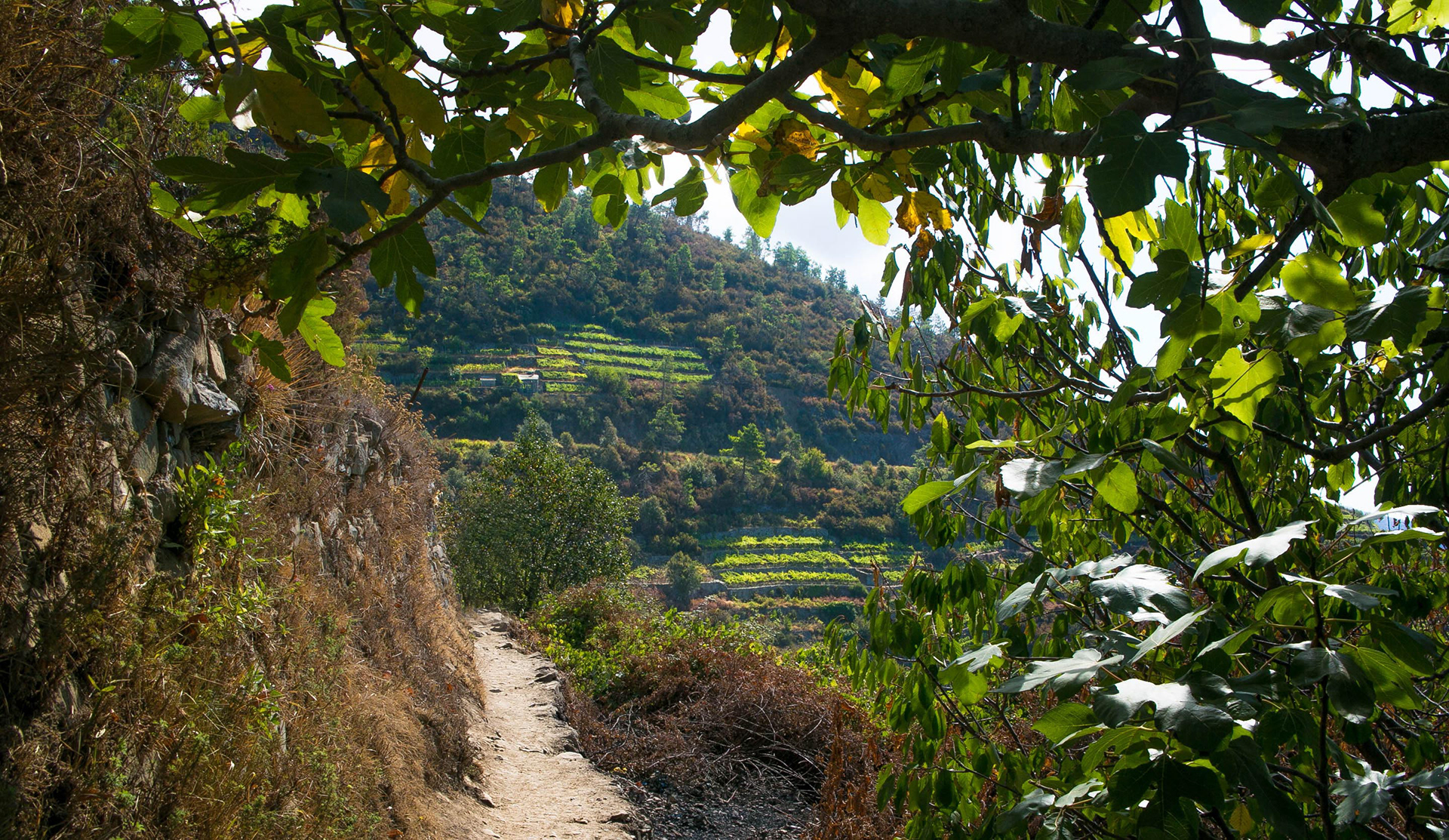 cinque terre, italie, manarola, randonnée, culture en terrasse, vigne, vignoble
