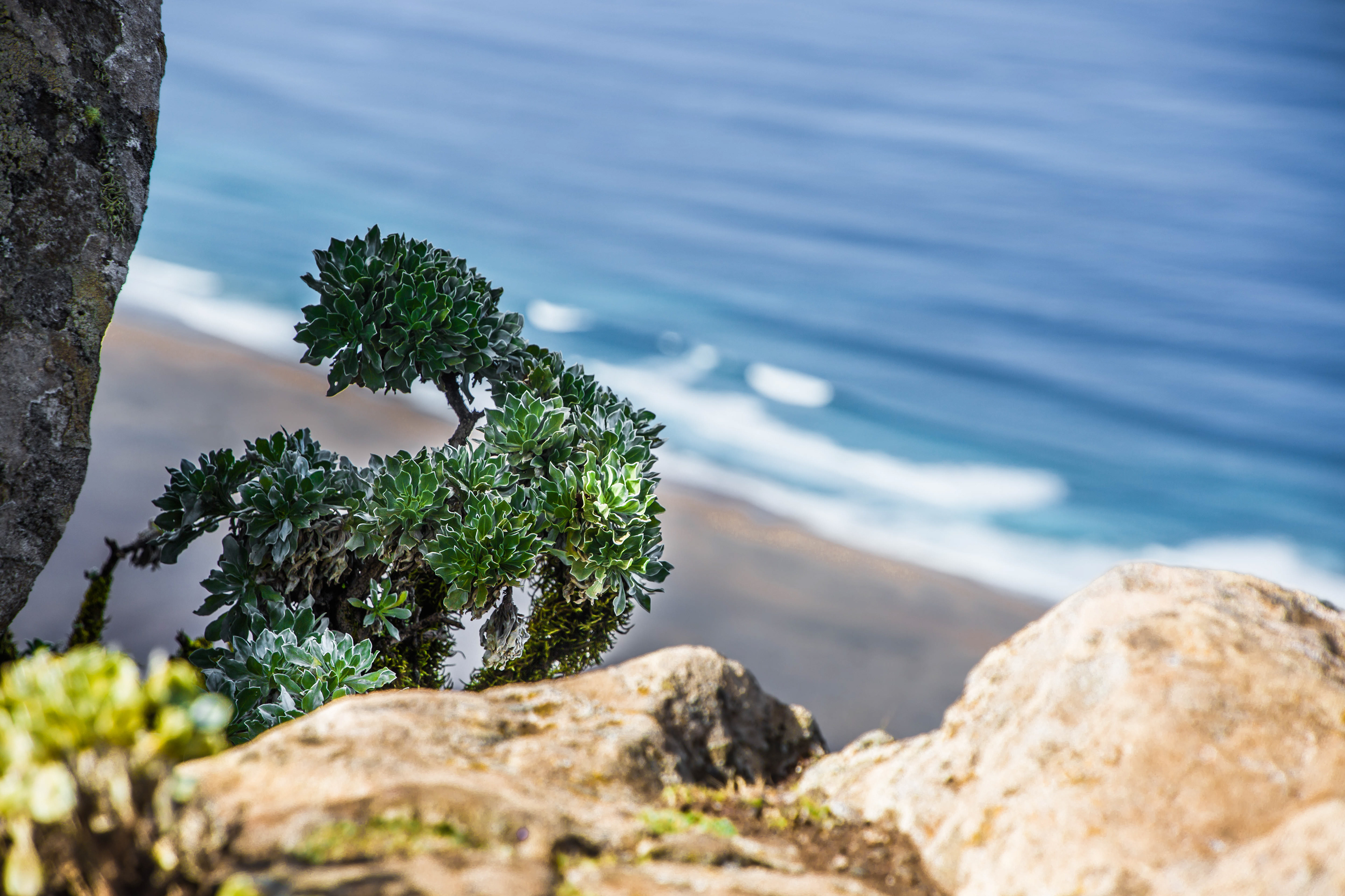 pic de zarza, oreille de l'âne, randonnée, parc naturel de jandia, biodiversité, fuerteventura, randonnée