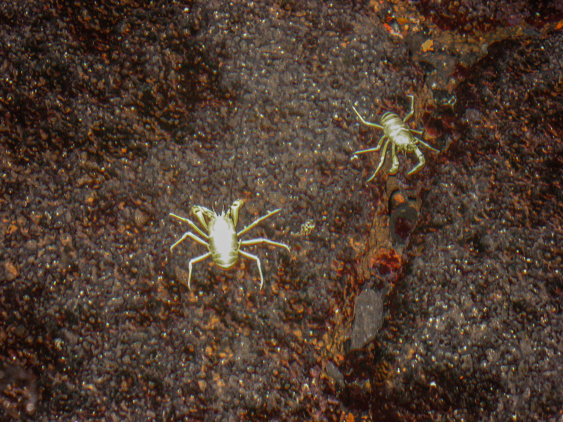 Jameos del agua, lanzarote, îles canaries, jameitos, Munidopsis Polymorpha