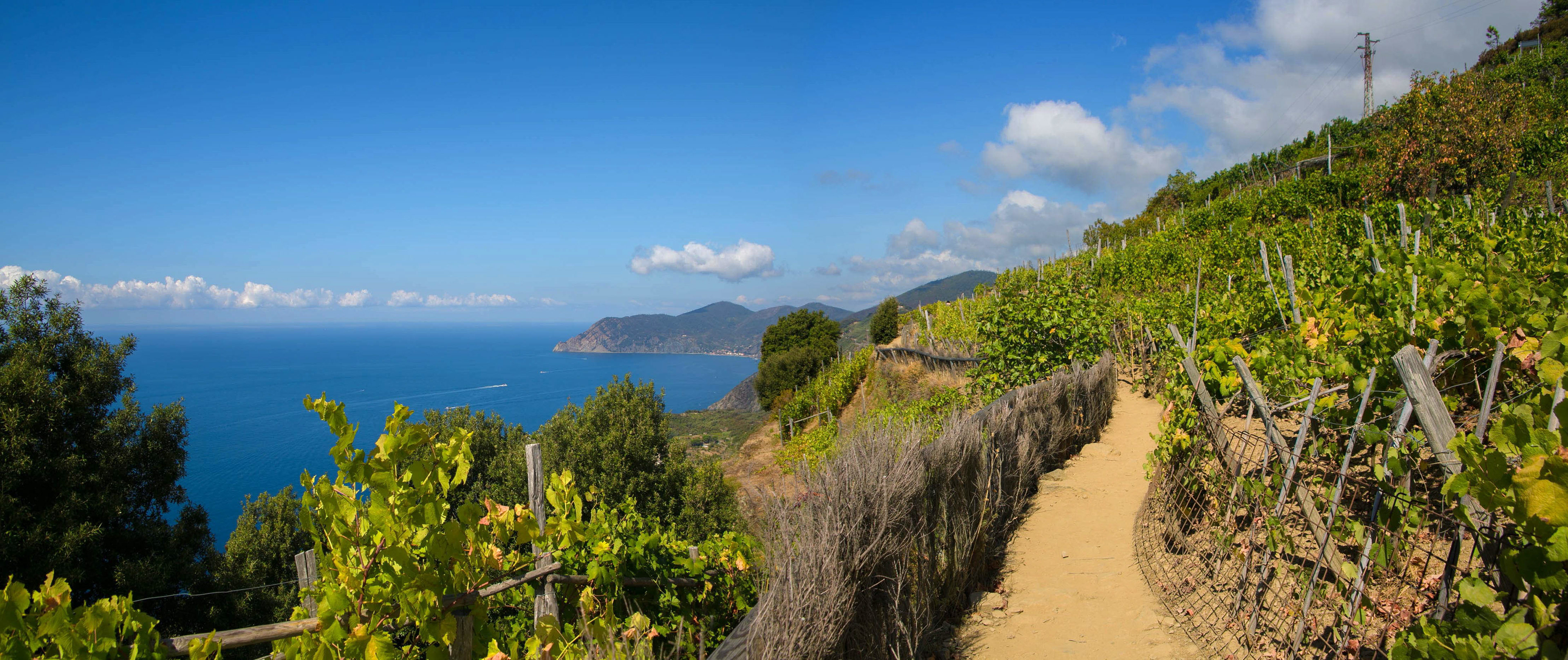 cinque terre, italie, manarola, randonnée, culture en terrasse, vigne, vignoble