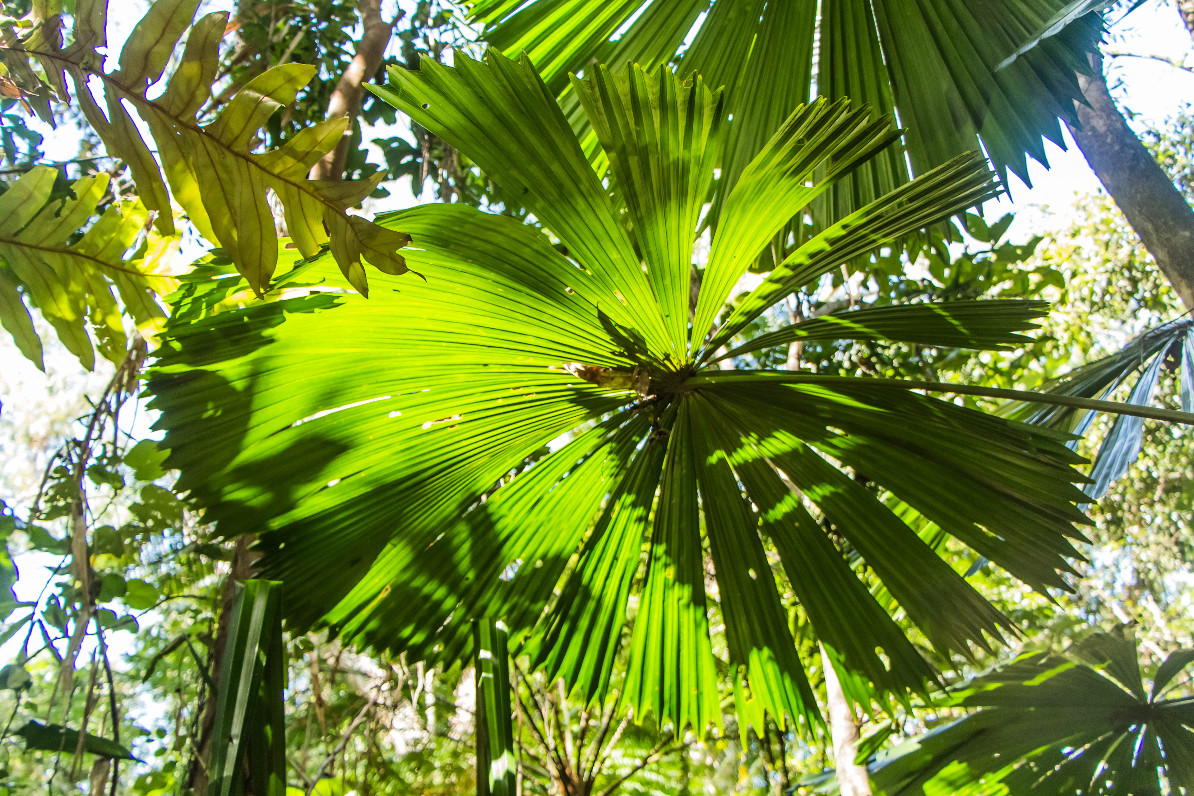 australie, queensland, daintree, forêt