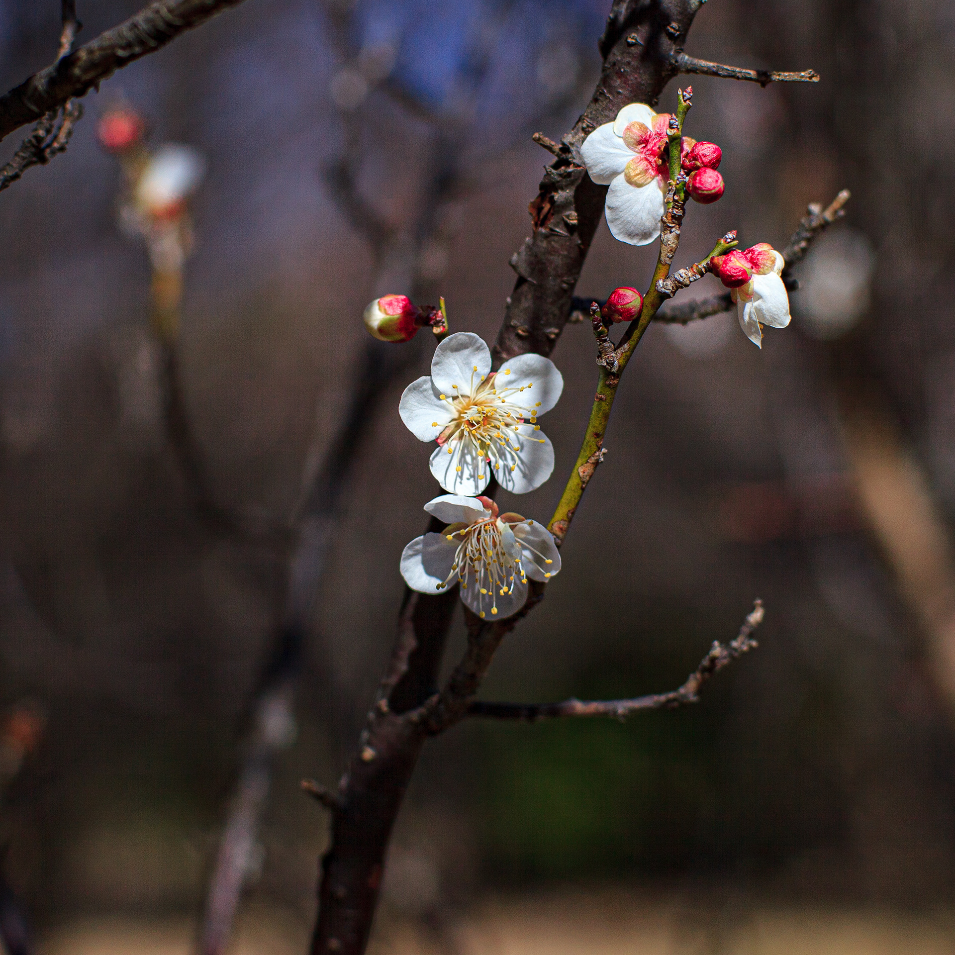 White plum