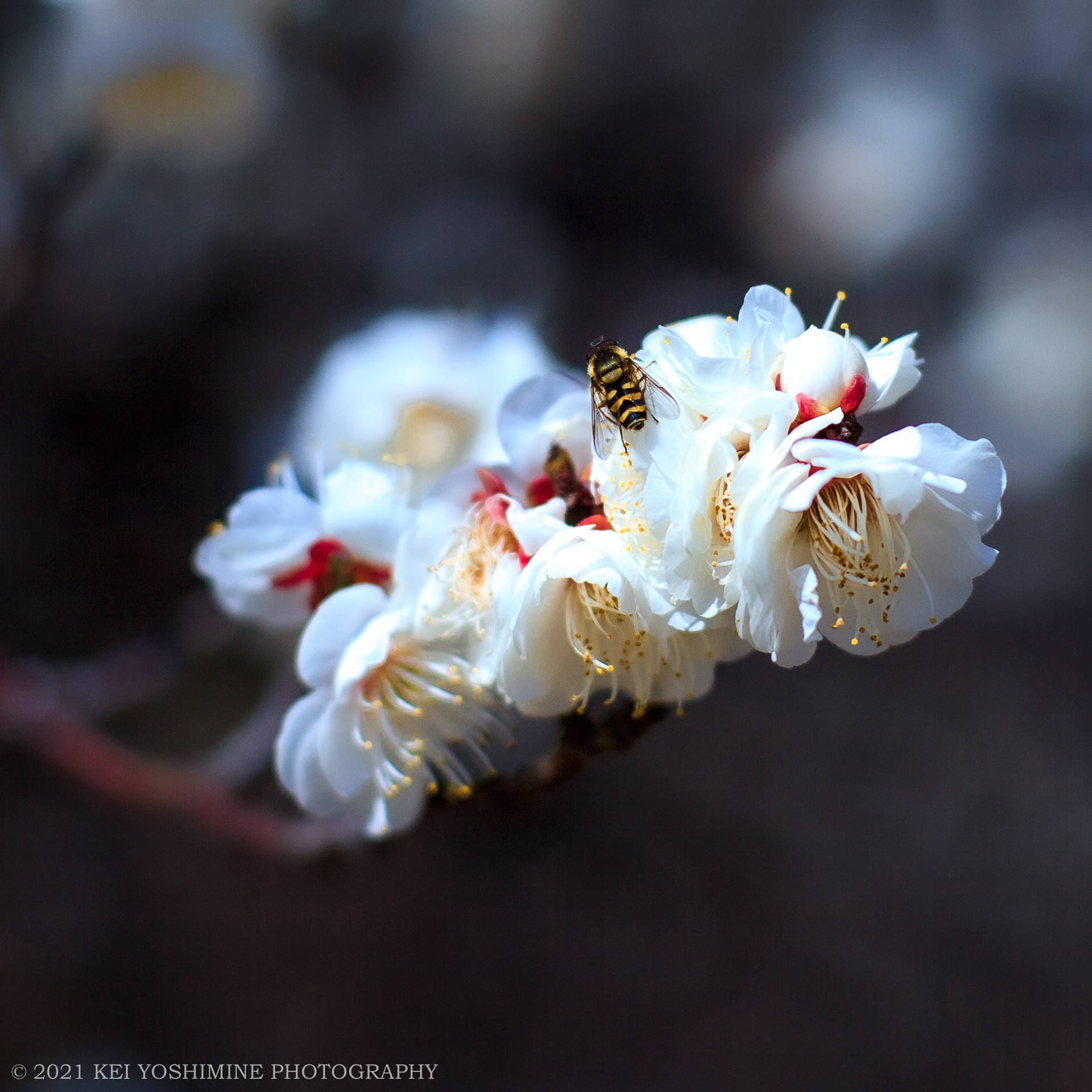 White plum and bee