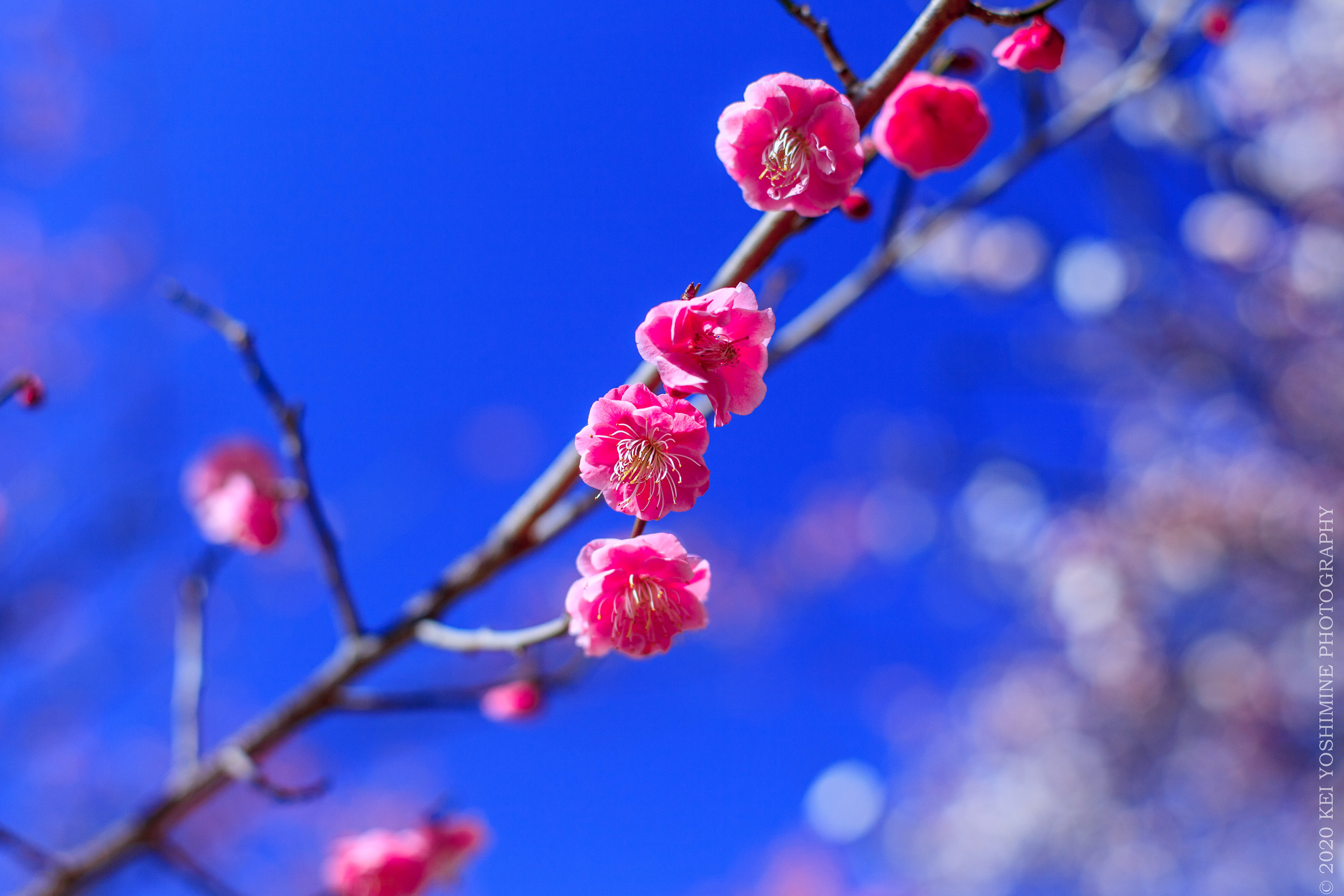 Pink plum