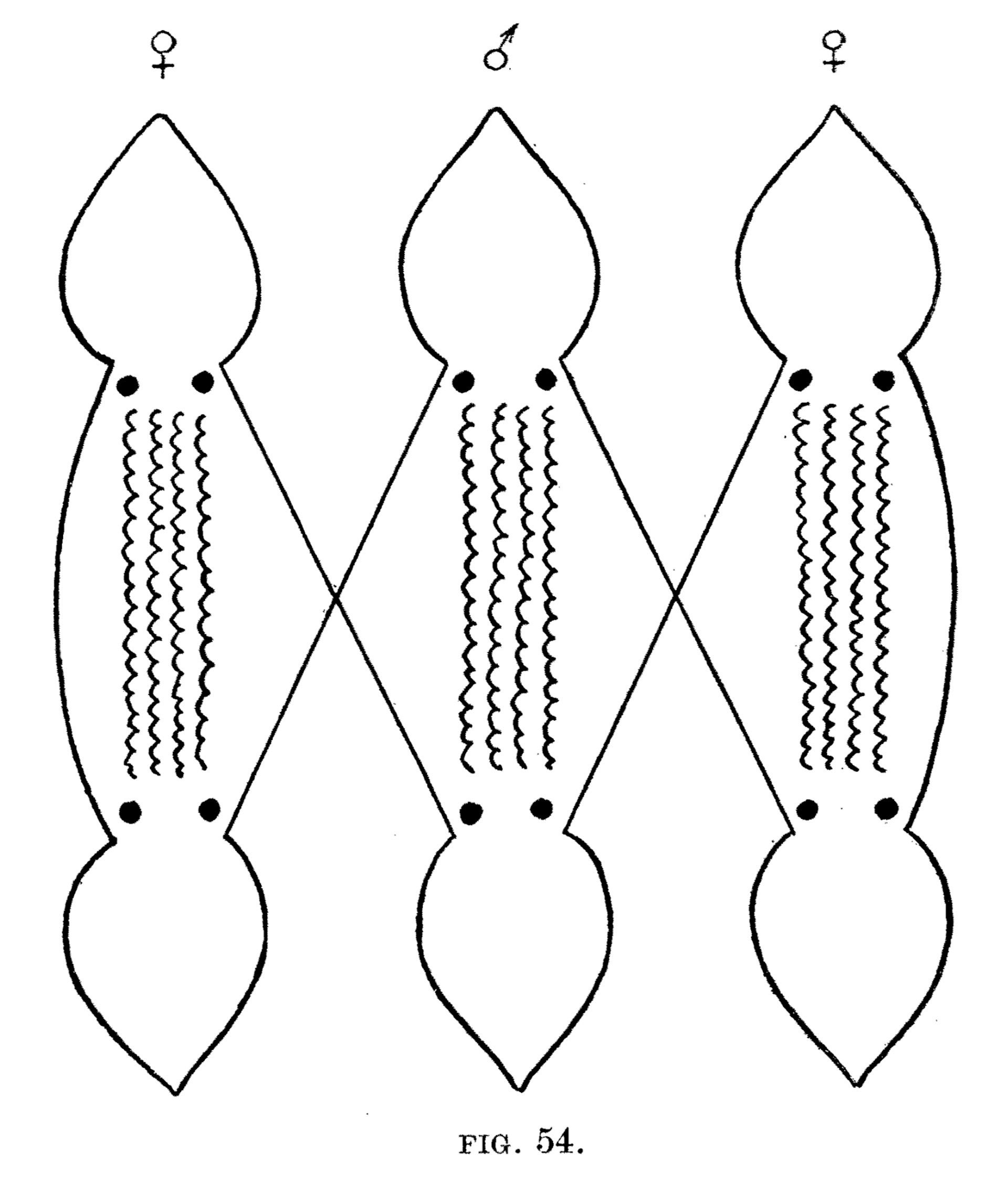 “" Three Ghosts Sleeping." The ghost in the centre is a man; those on either side are women. From Seniang.”