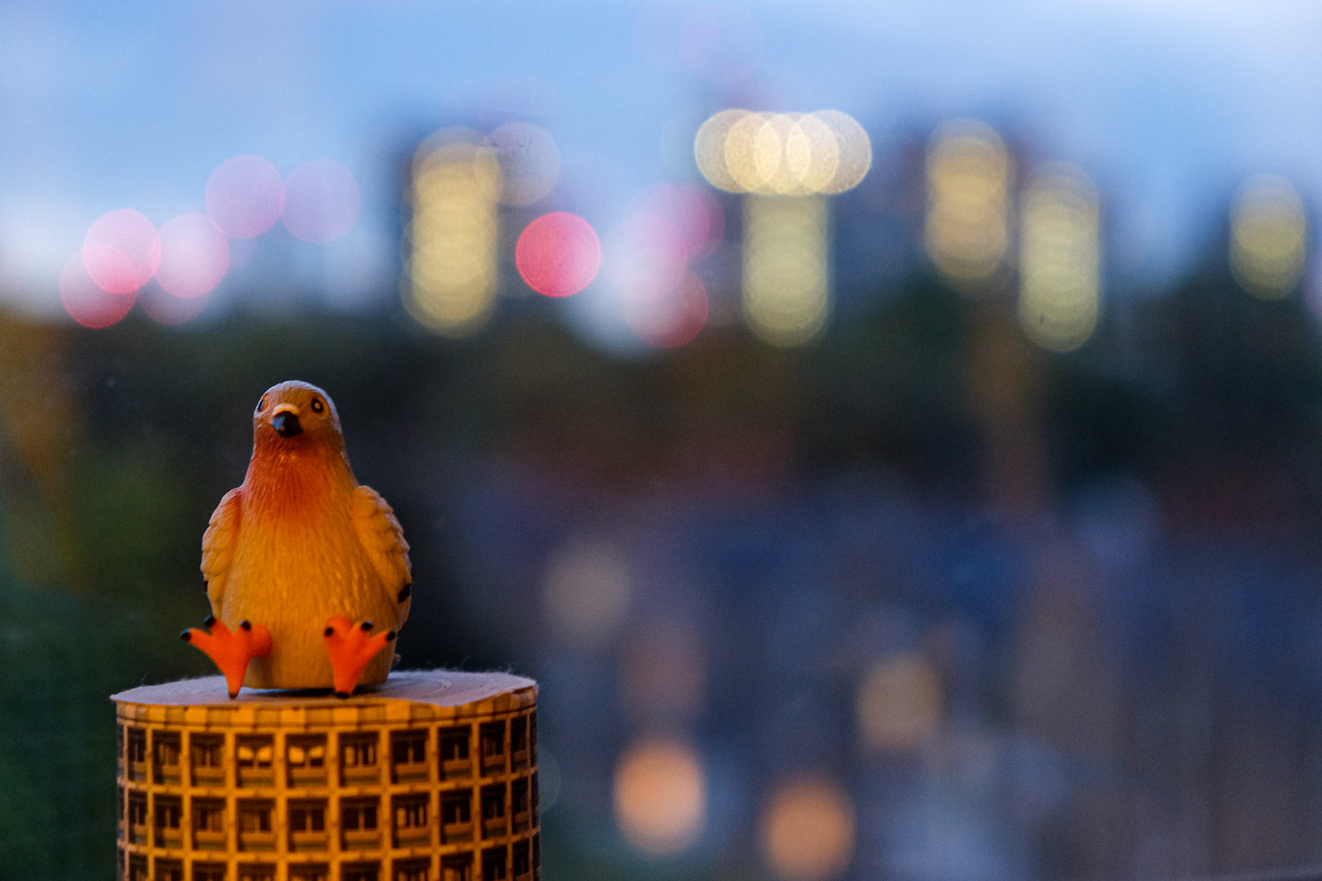 285/365 Dave the pigeon