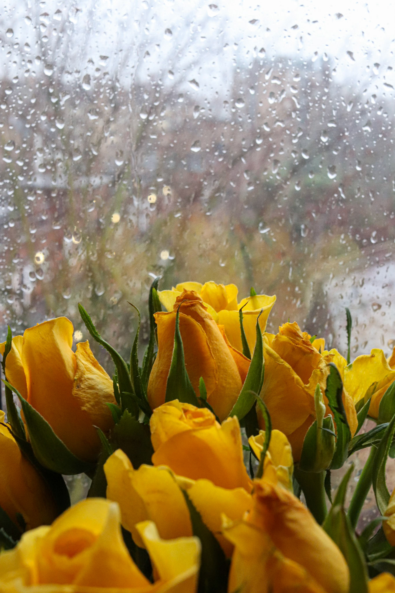 046/365 Bring your own sunshine