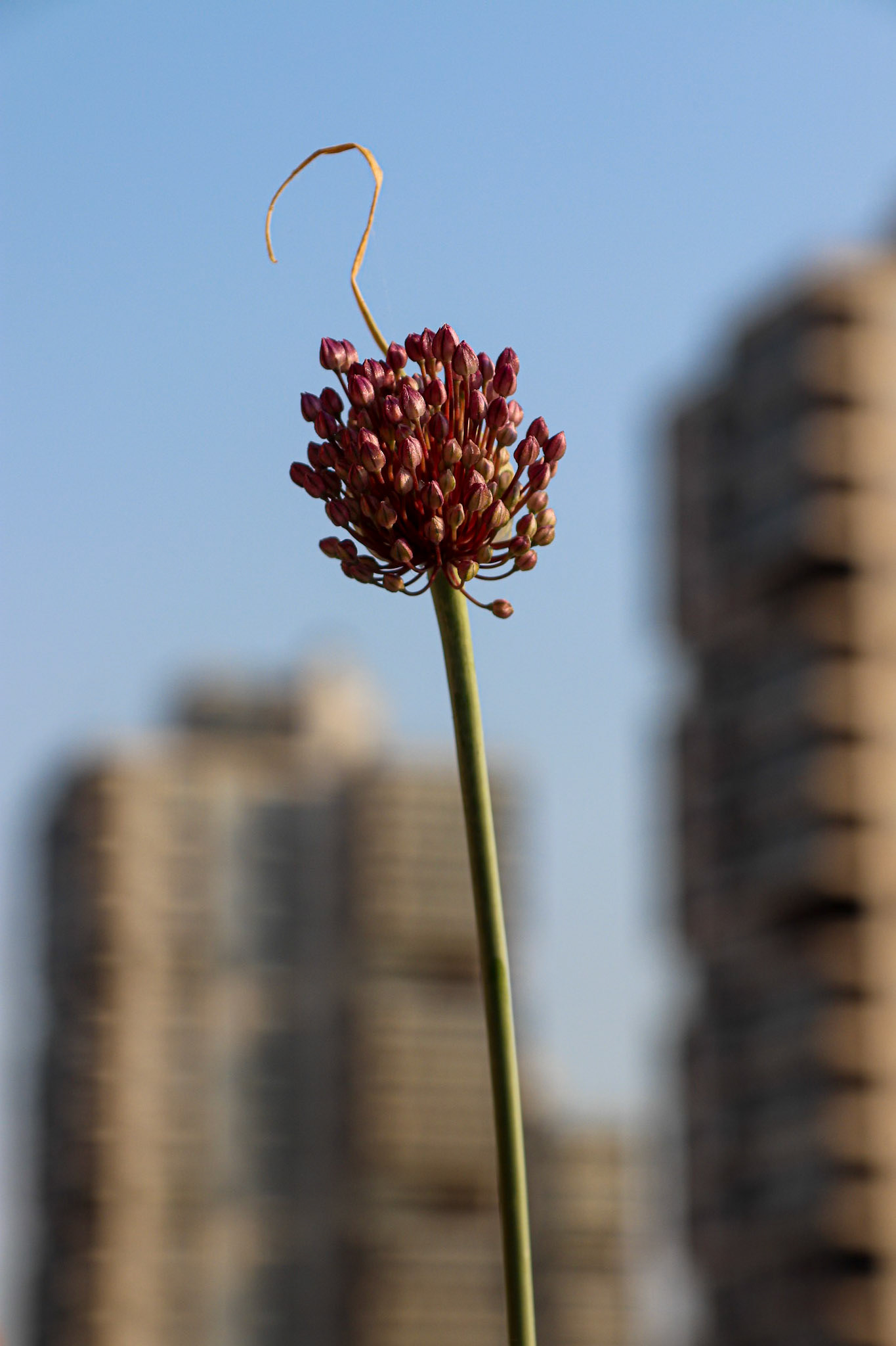 174/365 Balcony garden