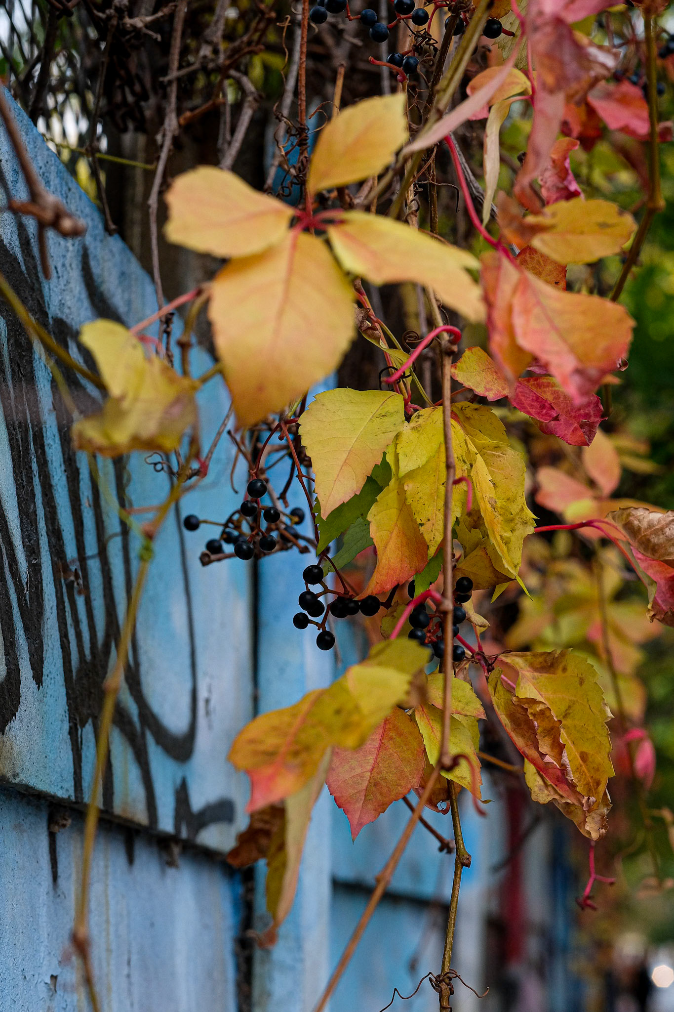 315/365 November morning