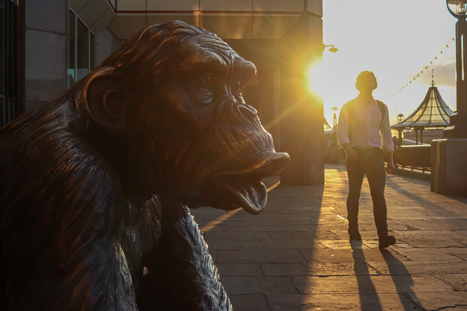 209/365 Wild chimp hooting