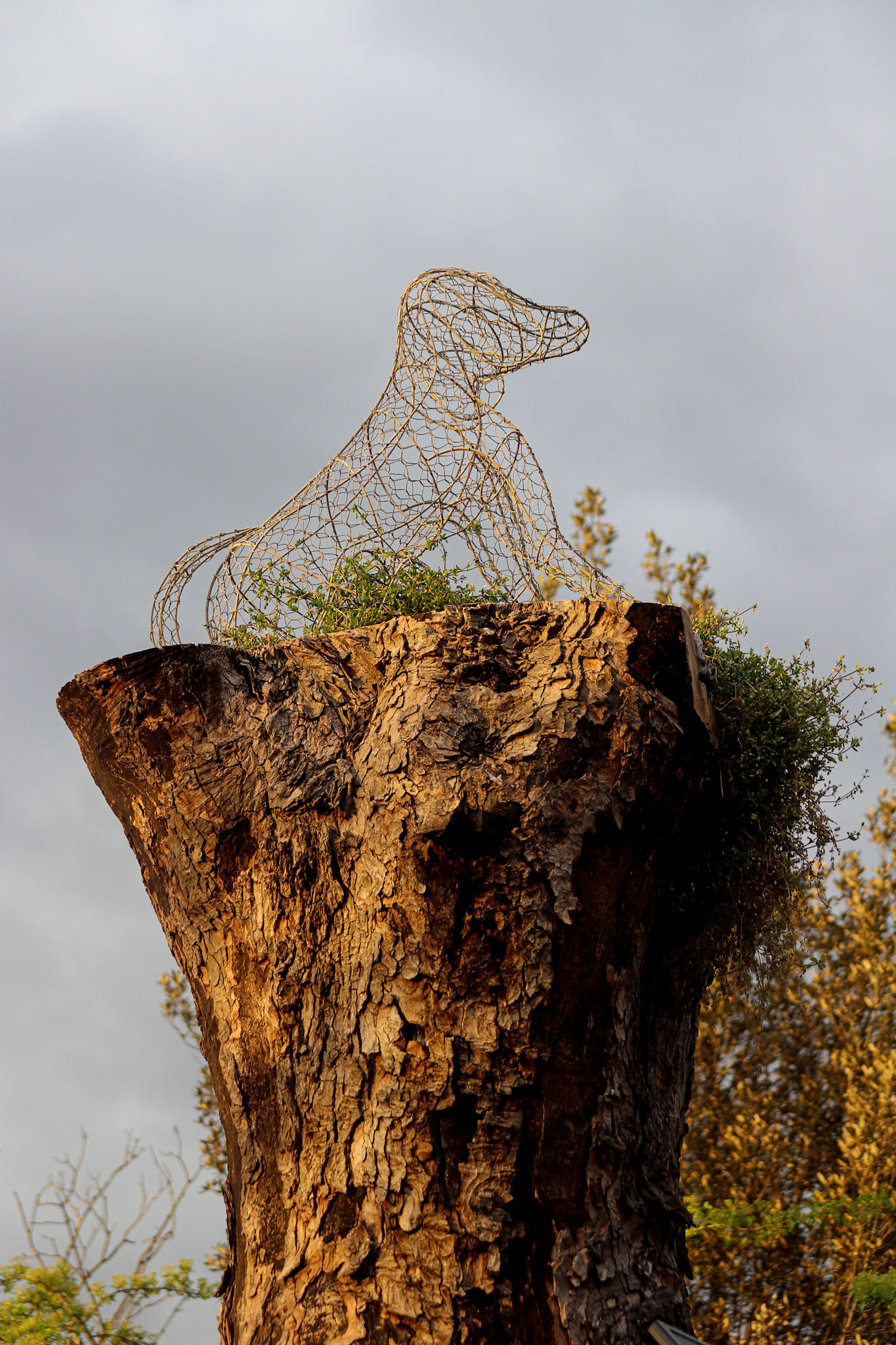 104/365 Master of all he surveys