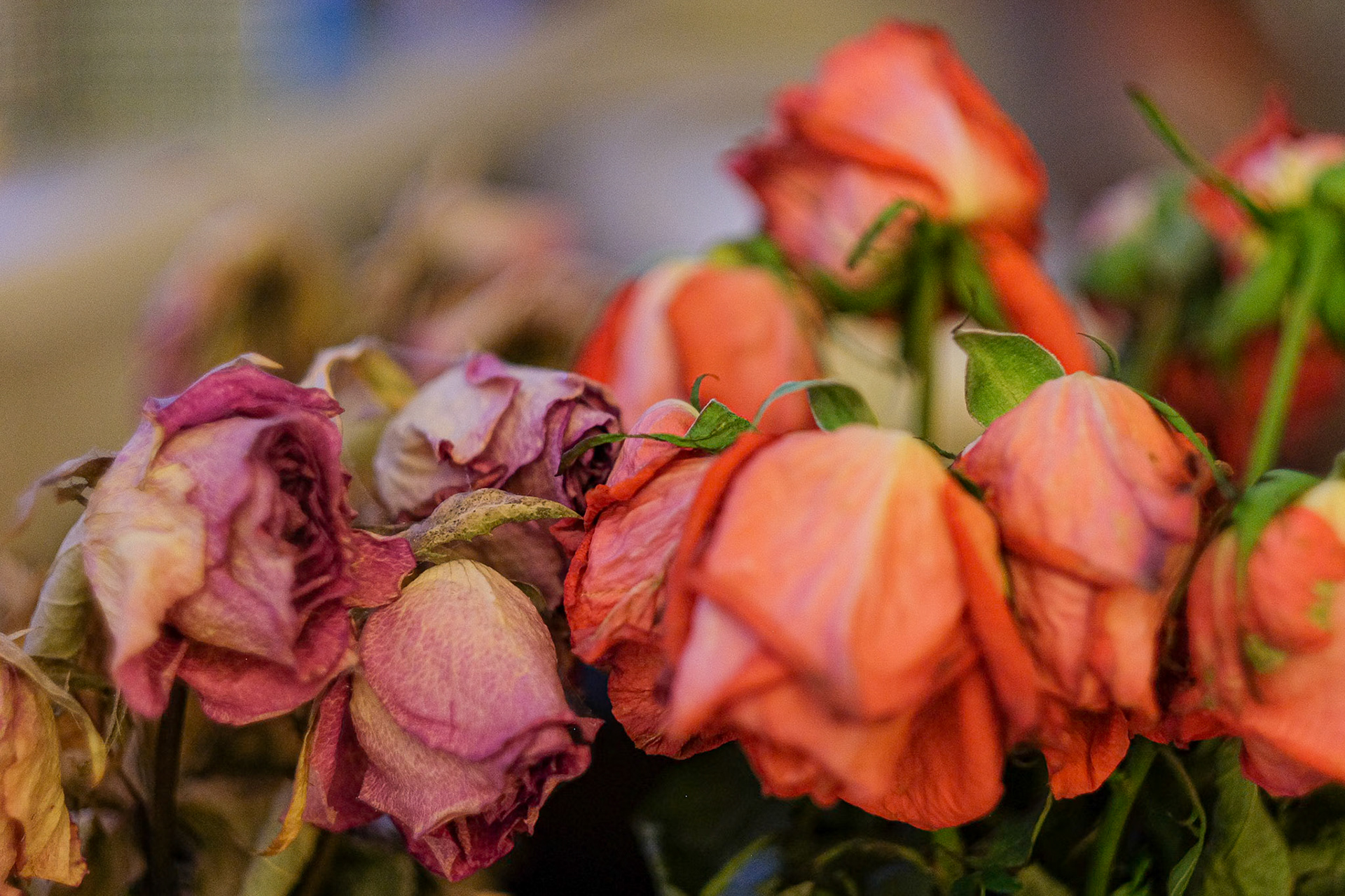 255/365 Fading like a rose