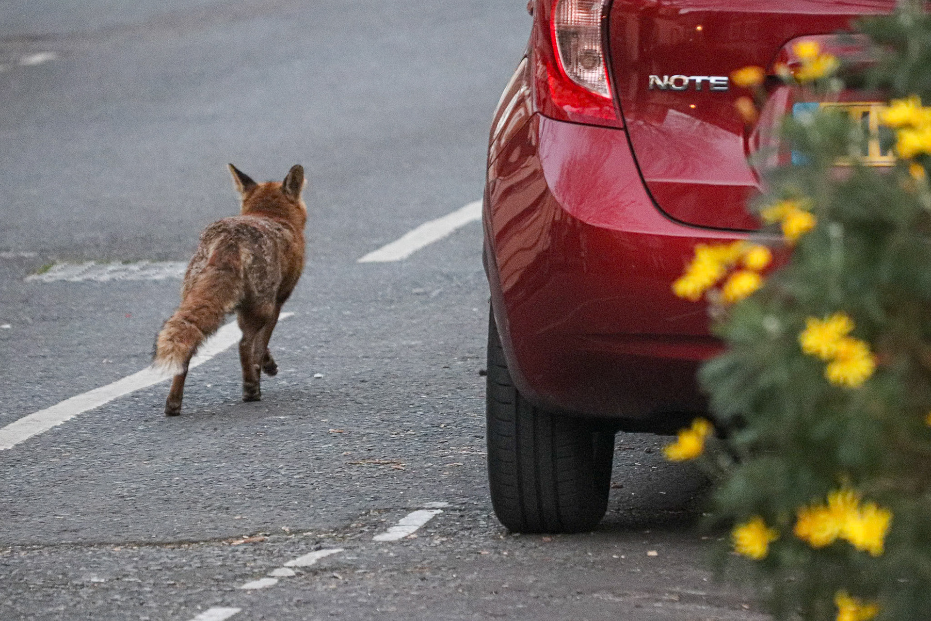084/365 The quick brown fox