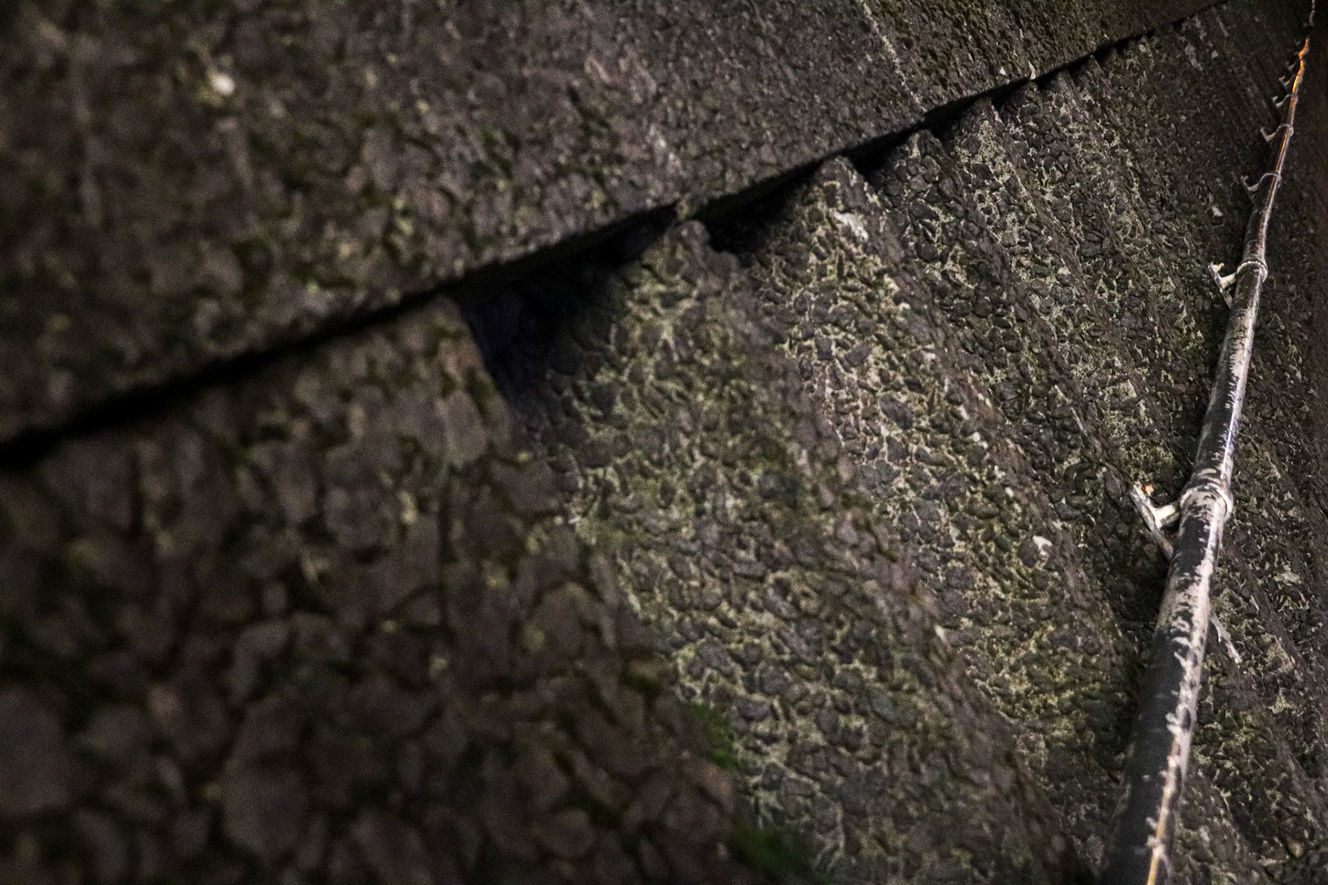 041/365 Brutual details