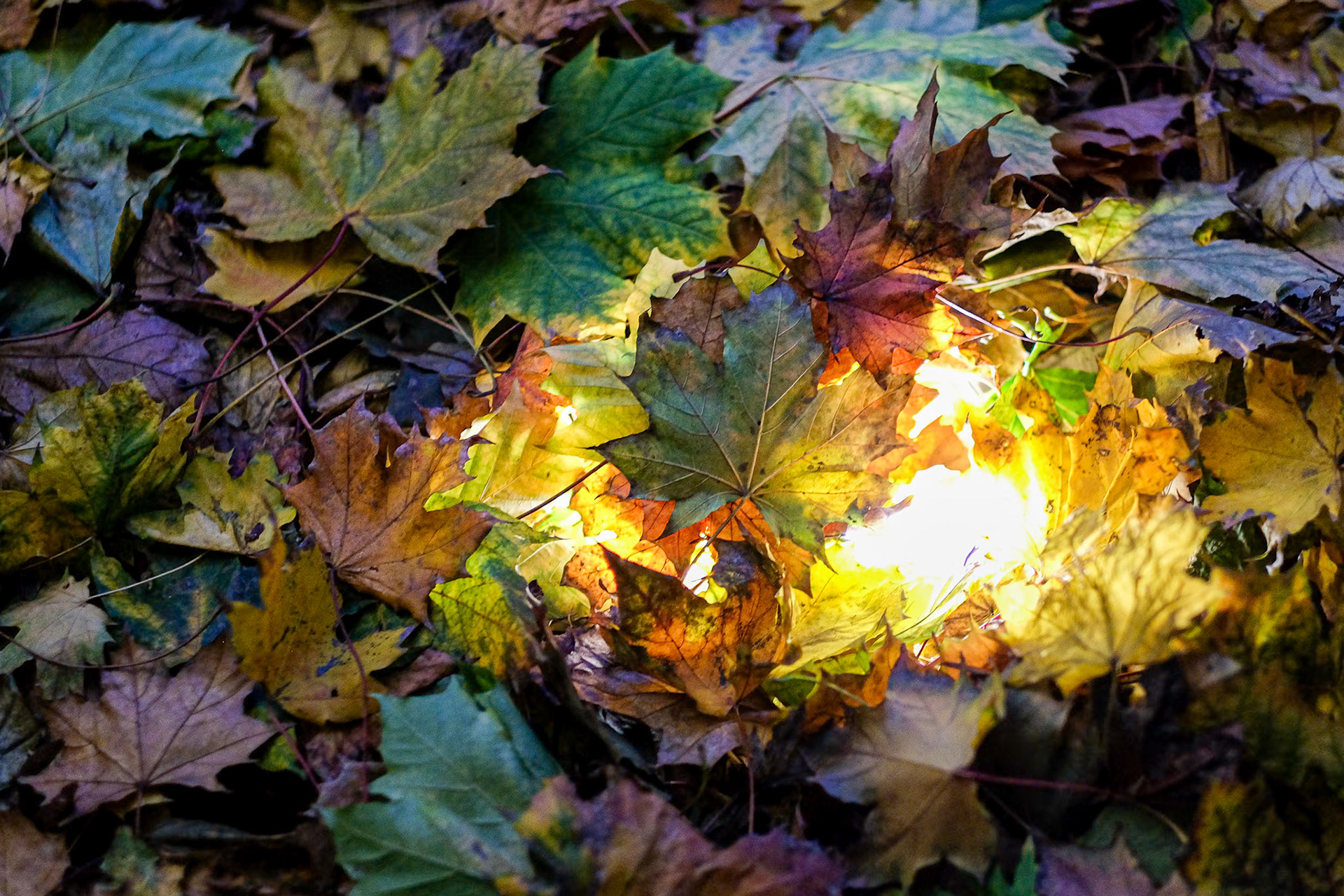 294/365 Autumn colours