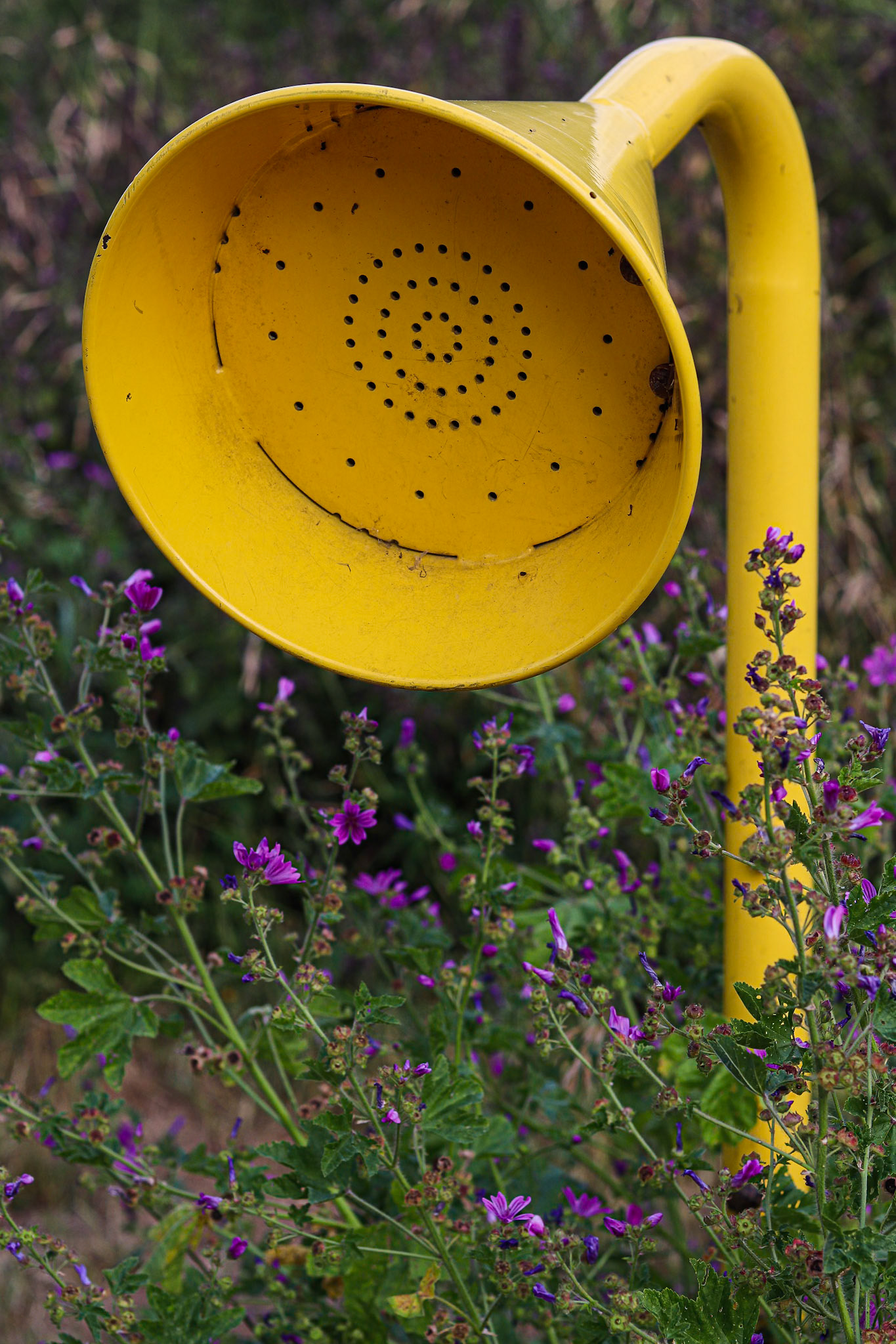 185/365 Time for Teletubbies