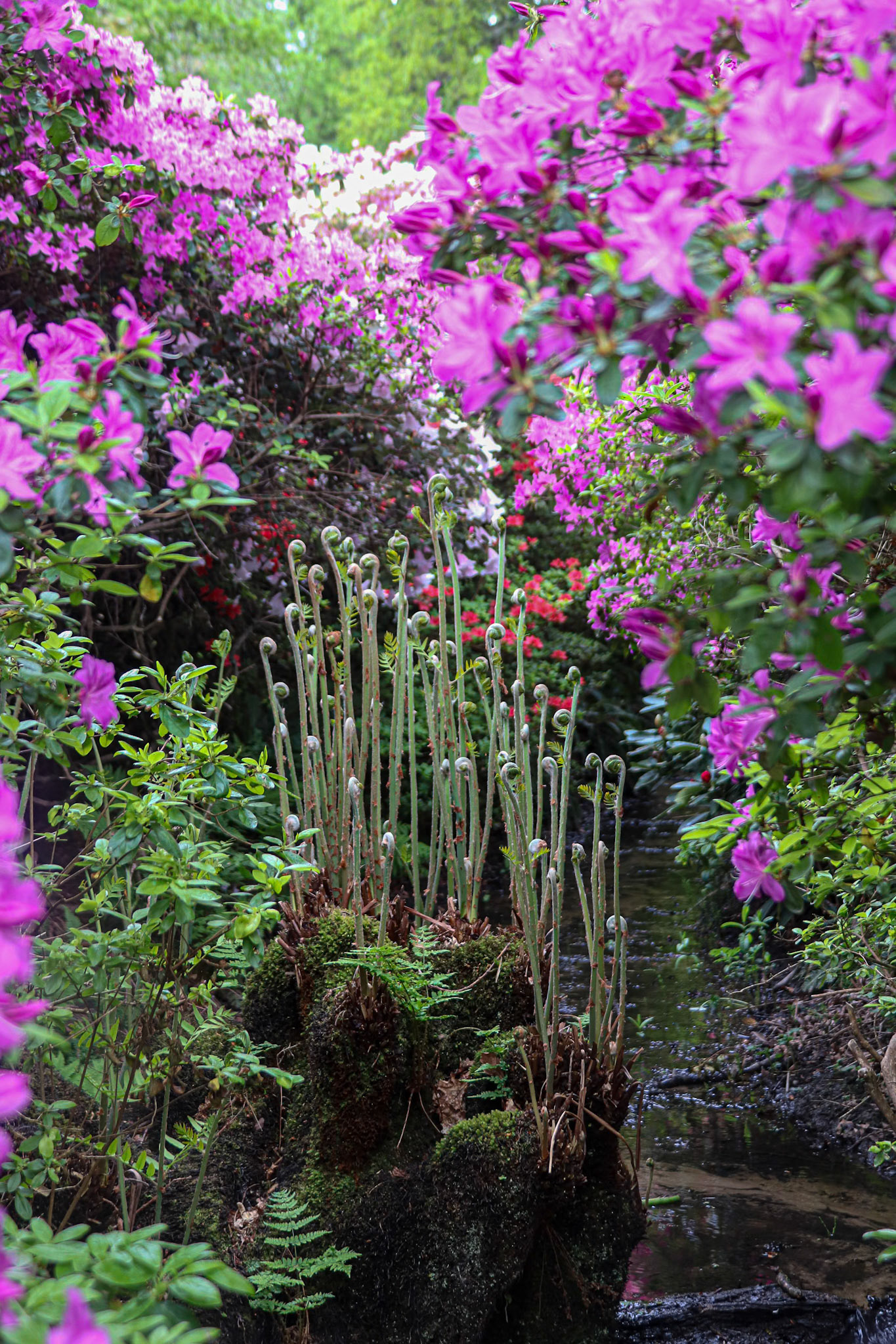 121/365 Isabella Plantation