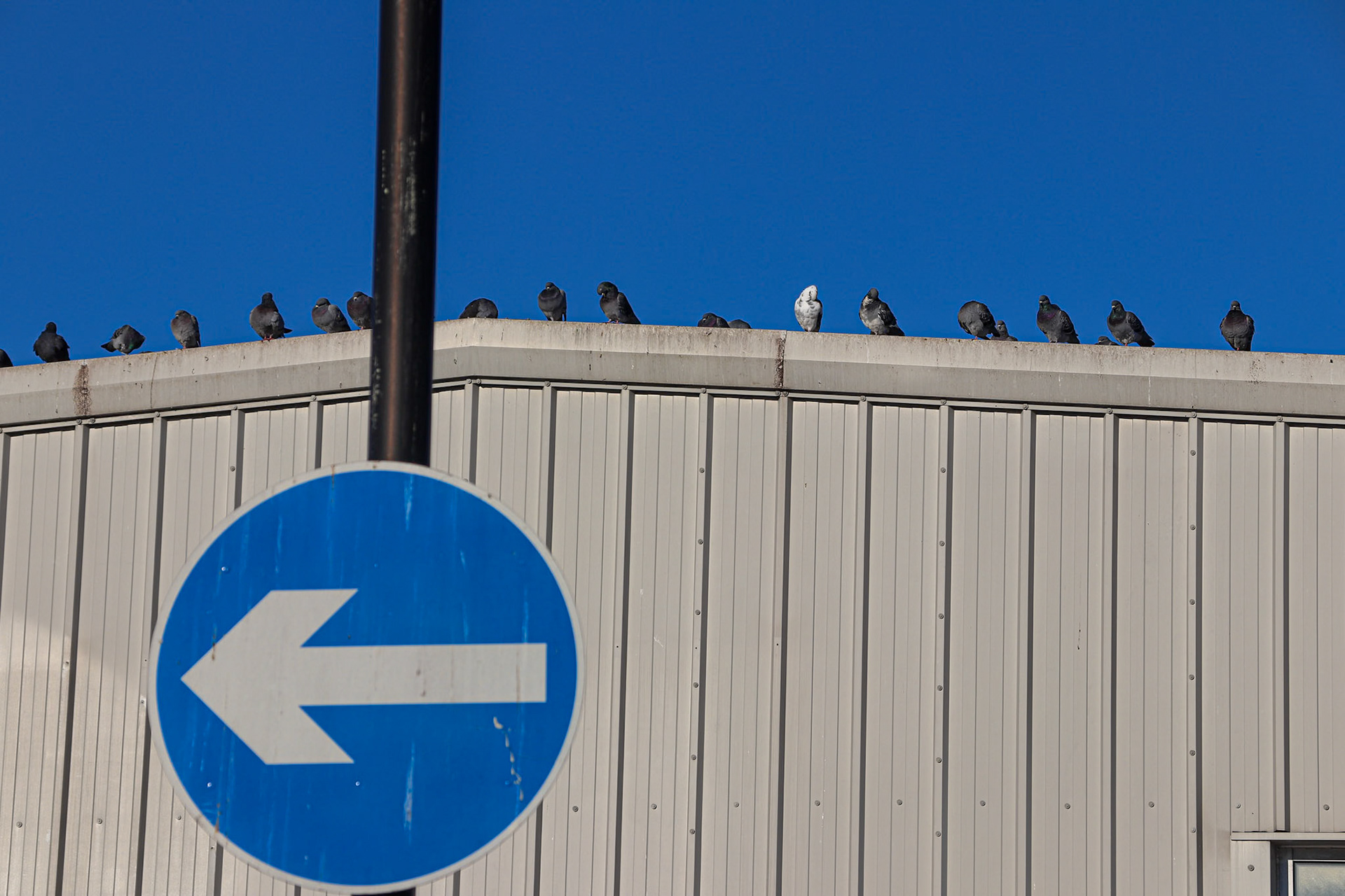 013/365 Homing pigeons