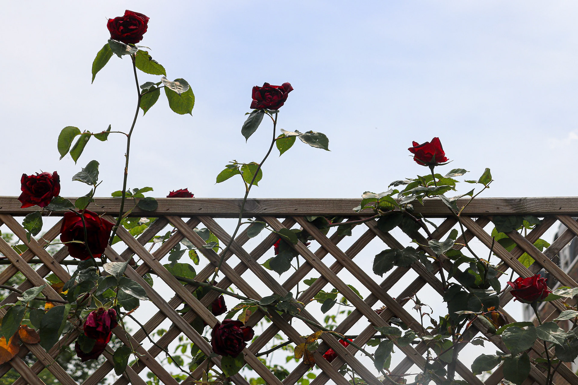 129/365 In the spring becomes the rose