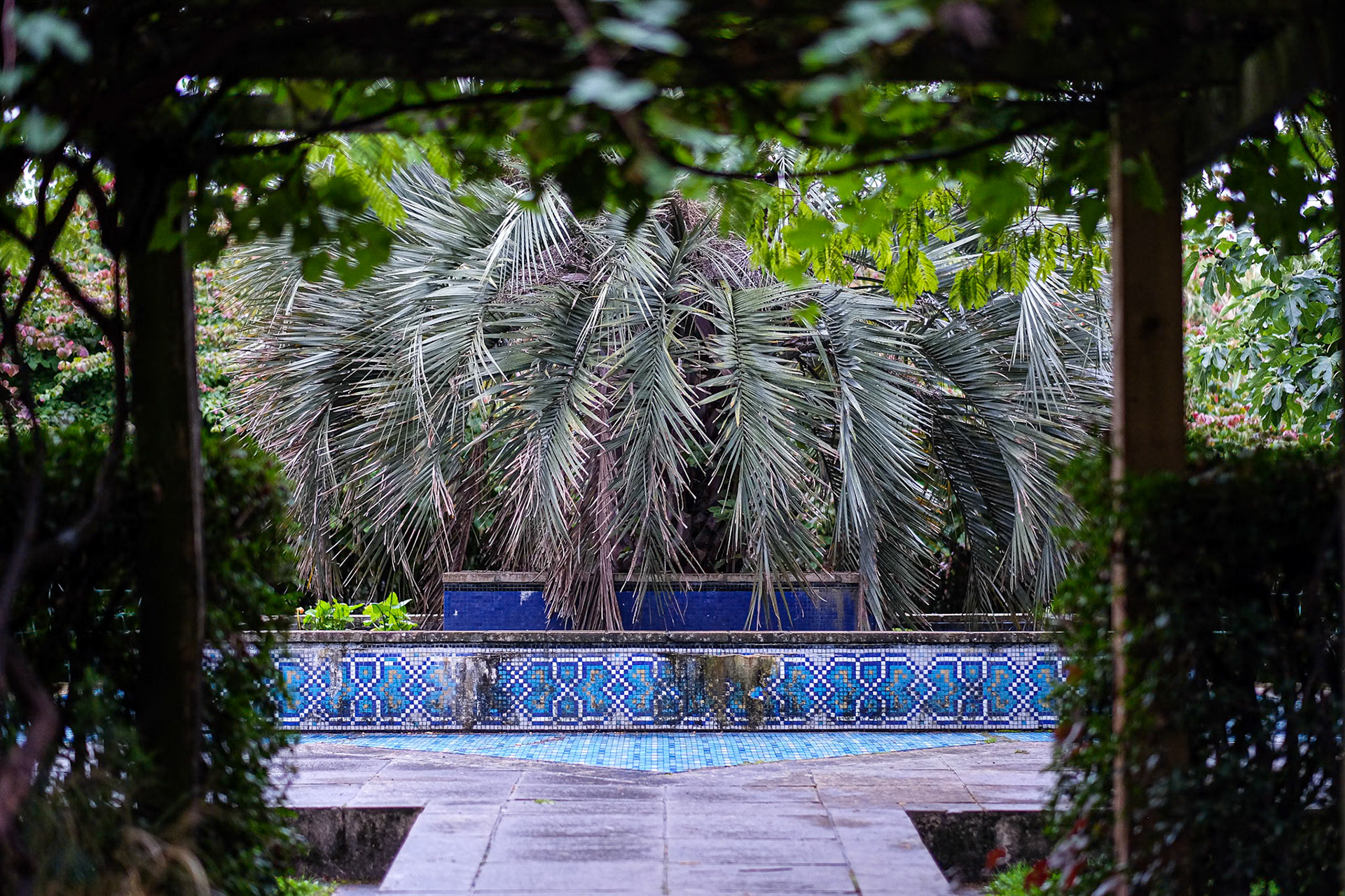 256/365 Tropical Camberwell