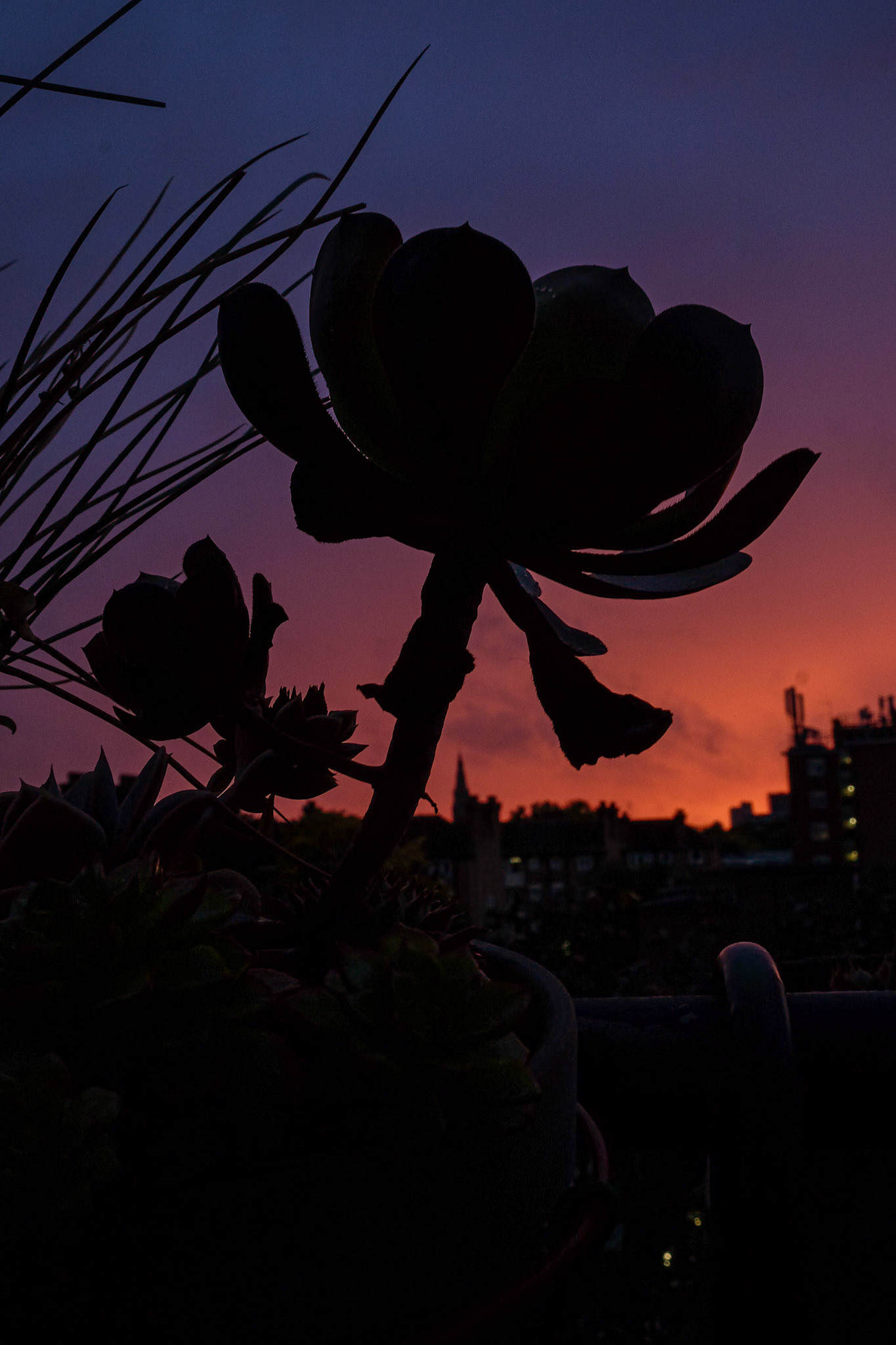 287/365 Cacti silhouette