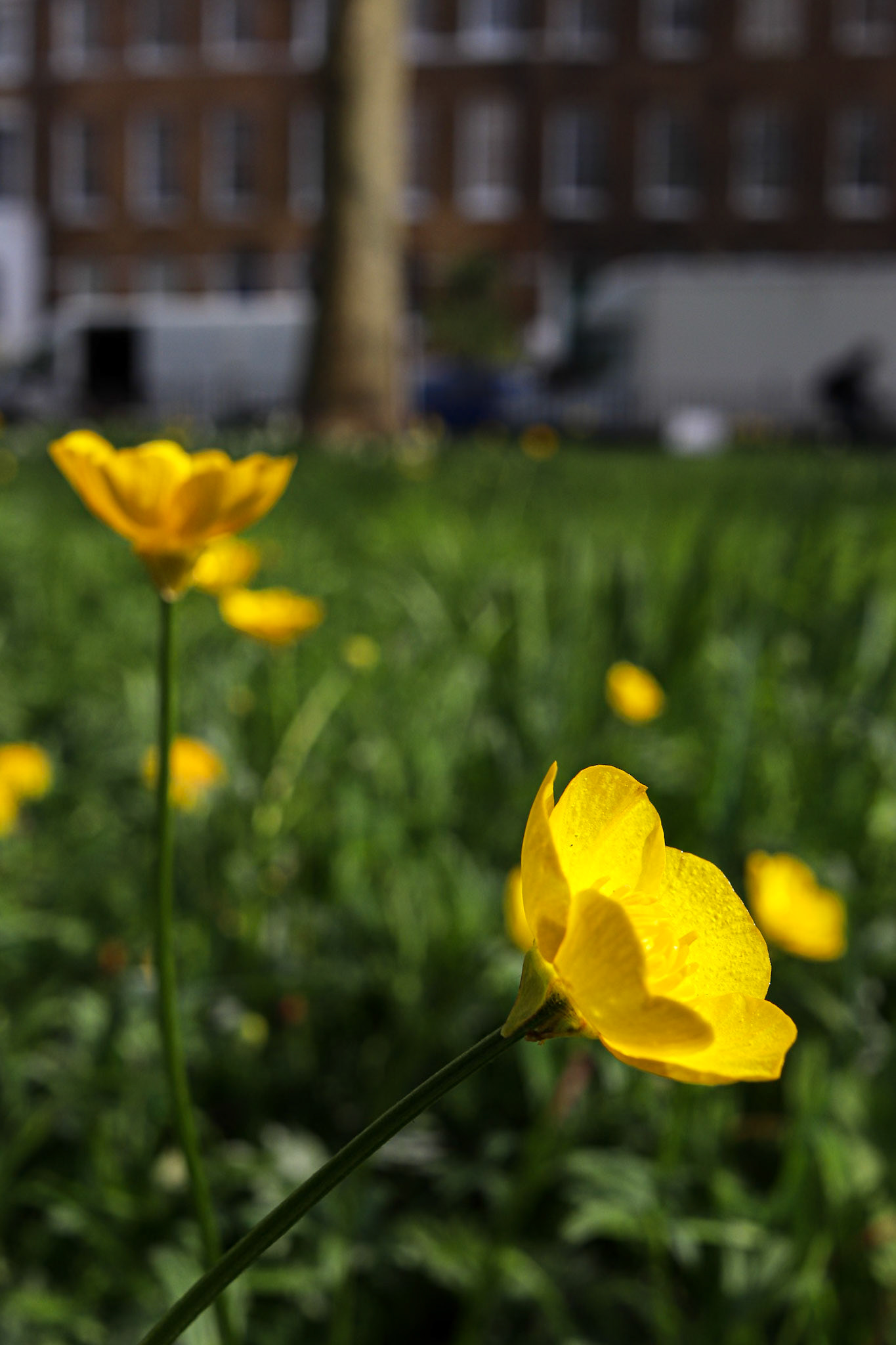 087/365 Build me up buttercup