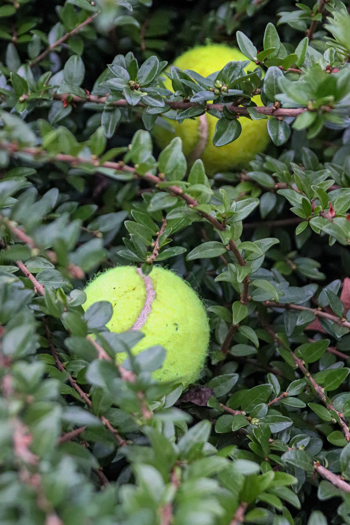 007/365 Anyone for tennis