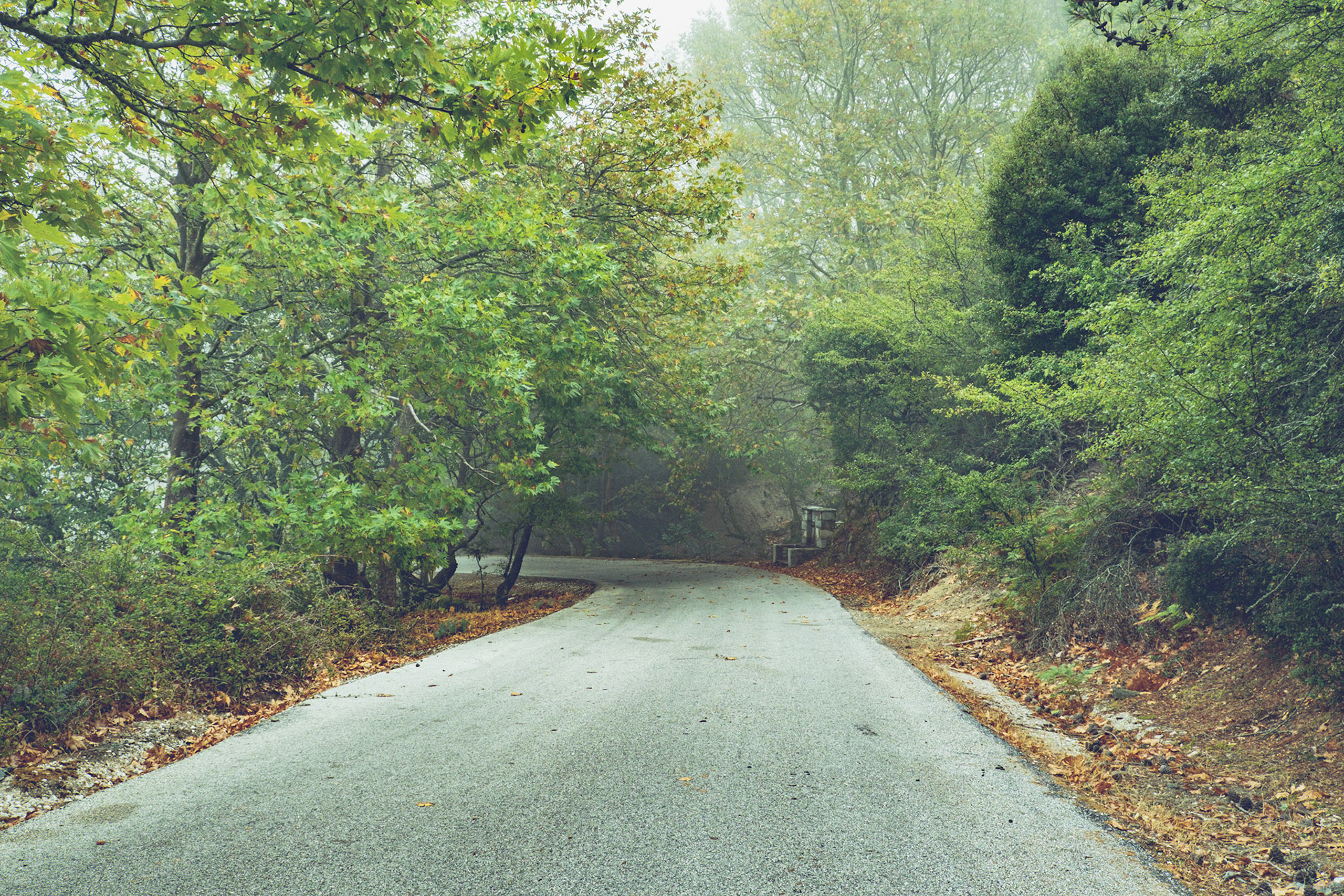 Early morning near the peak of mountain Olympos.The road goes through a small forest of Walnut trees.