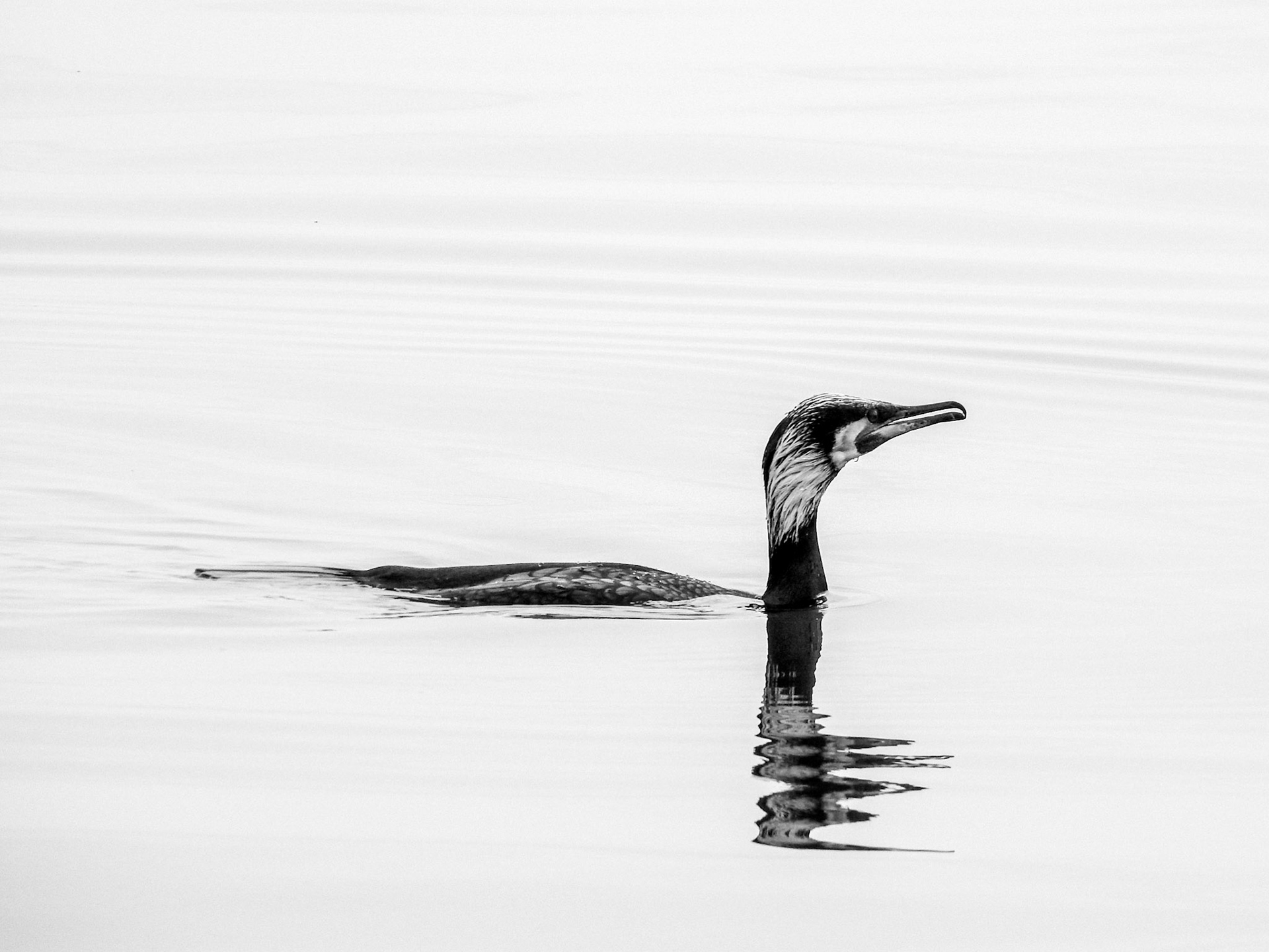 Taken with my Nikon Coolpix P900