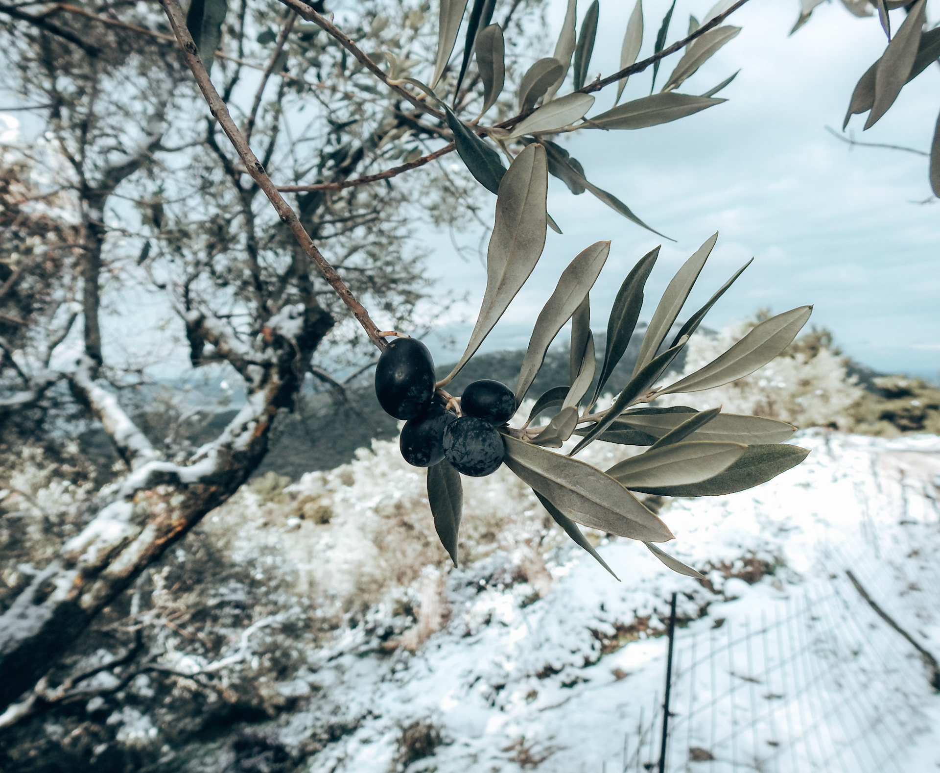 Taken with my Nikon Coolpix P900