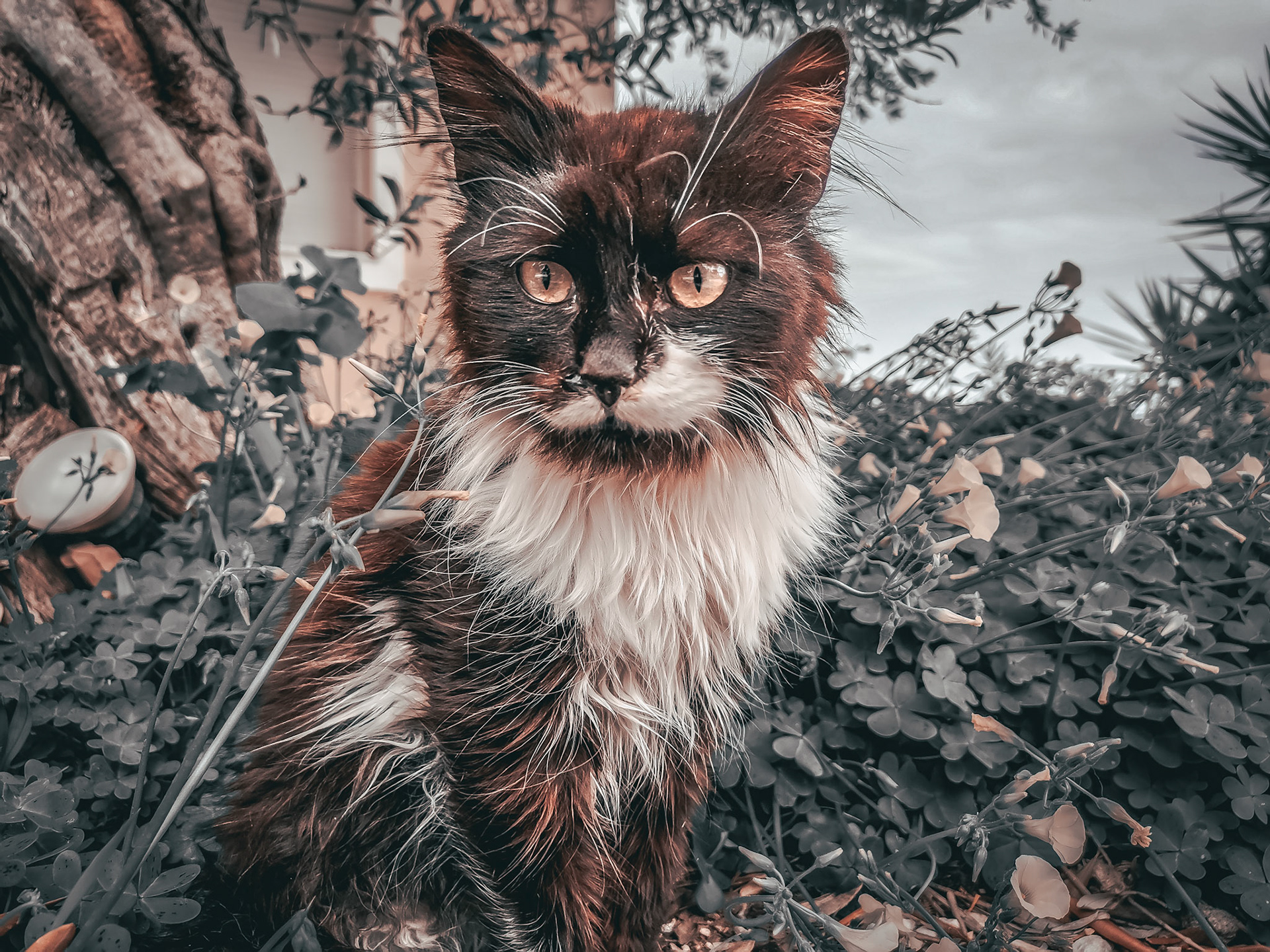 Taken with my Honor View 20