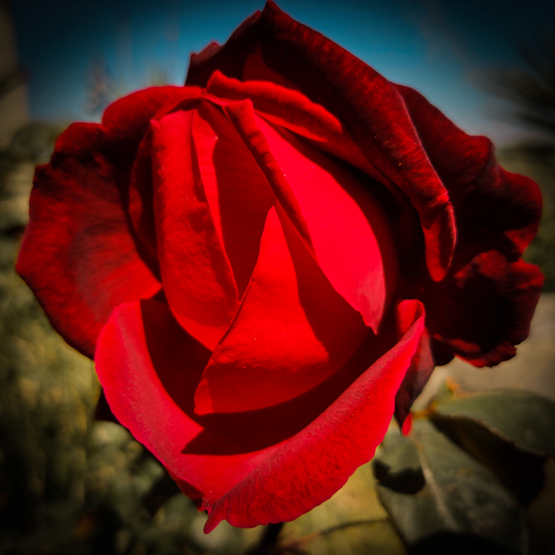 Taken with my Honor View 20