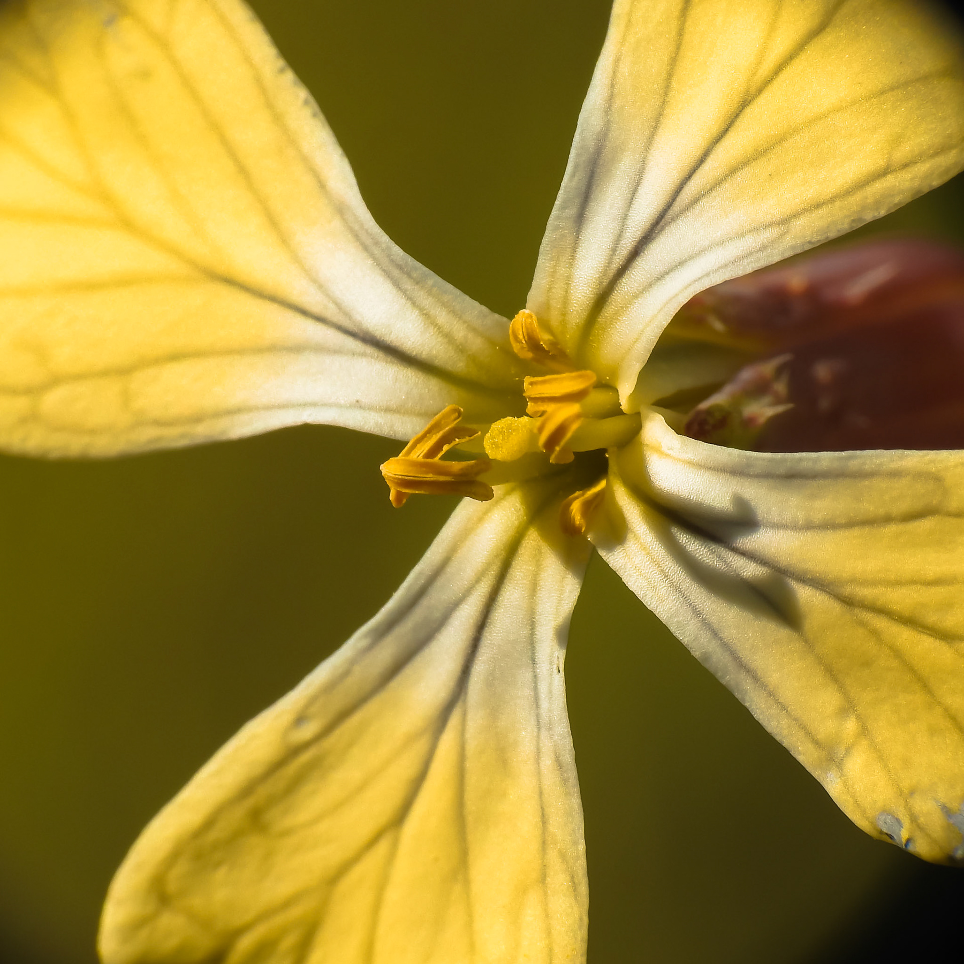 Taken with my Nikon Coolpix P900+Raynox DCR 250