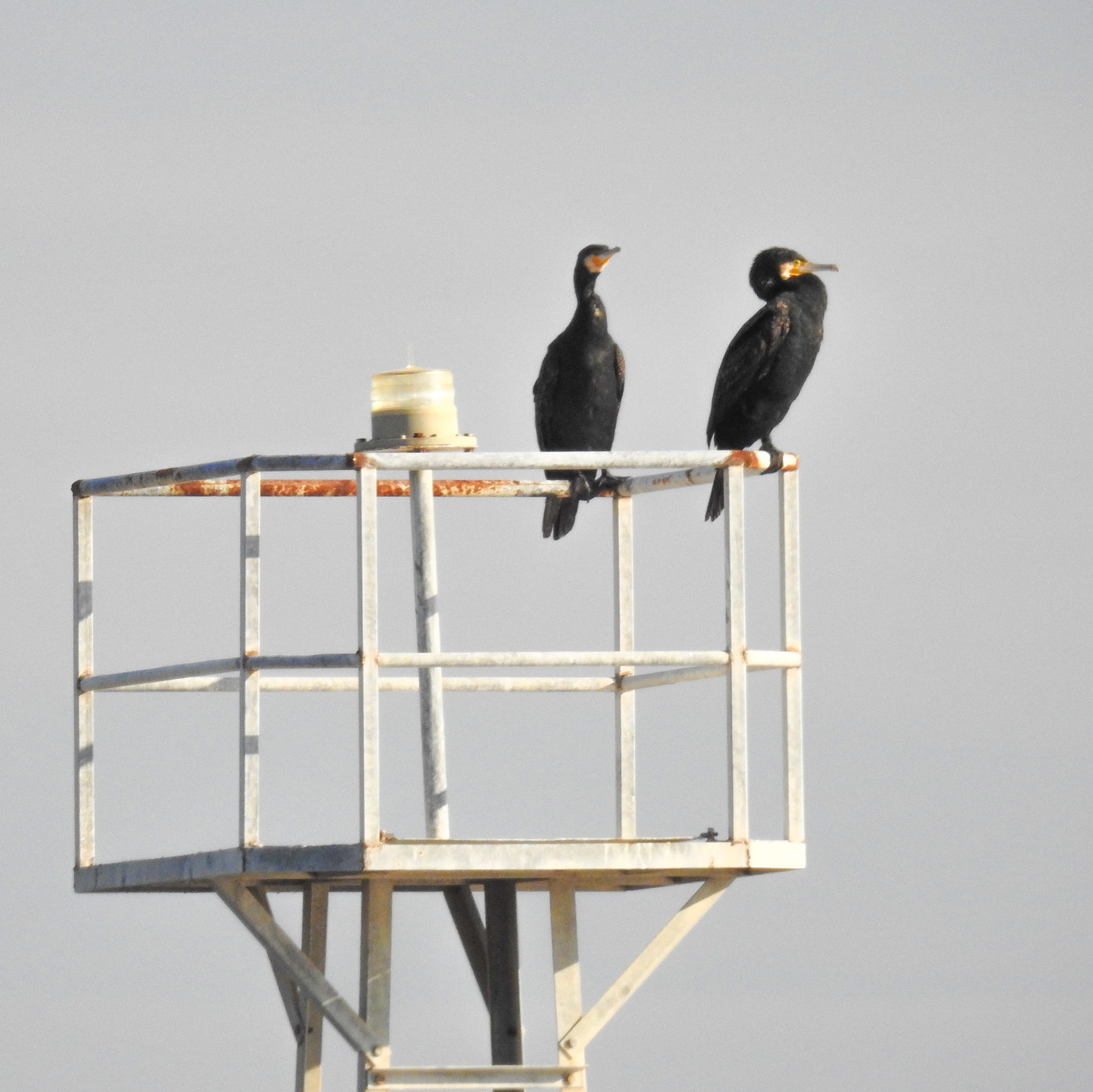 Taken with my Nikon Coolpix P900