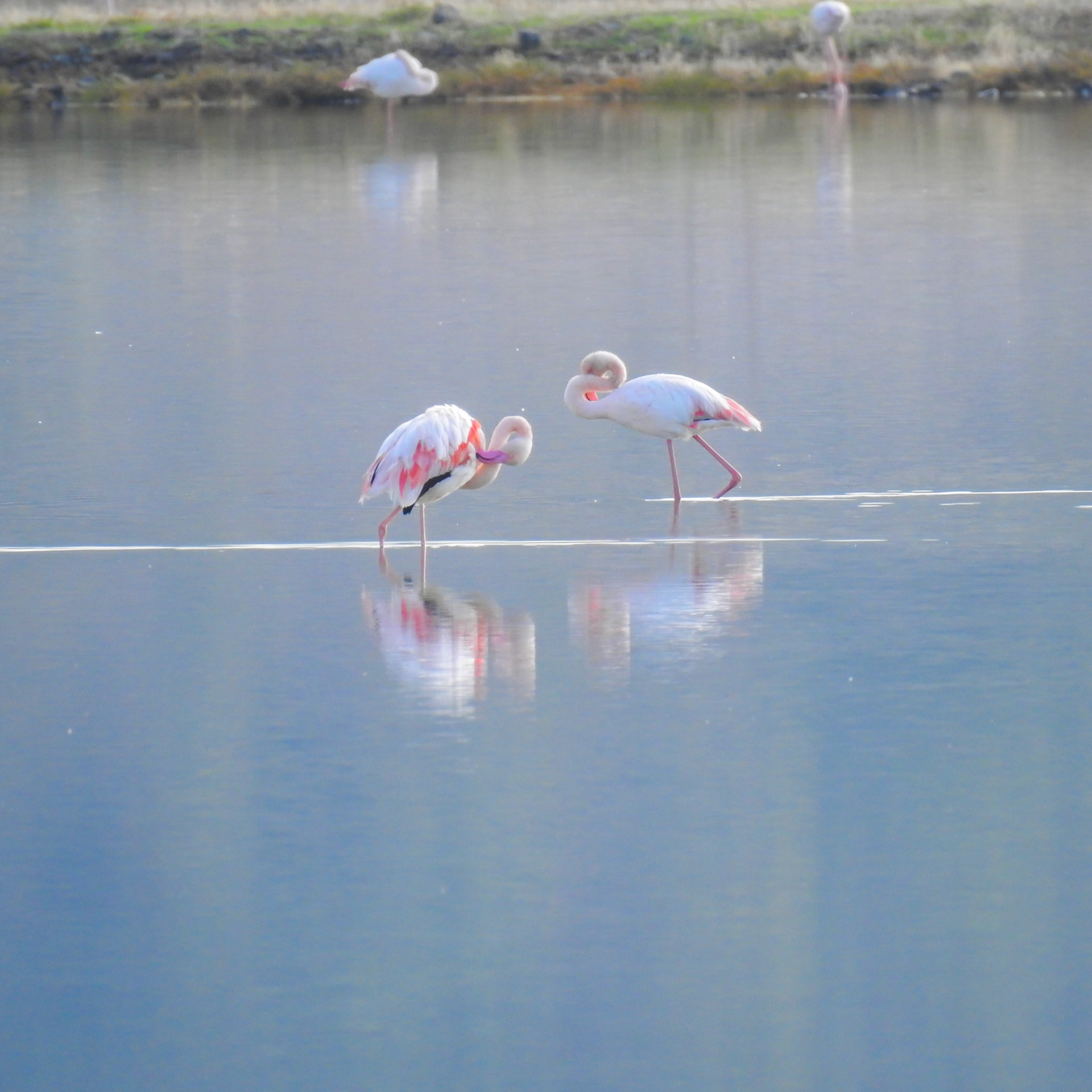 Taken with my Nikon Coolpix P900