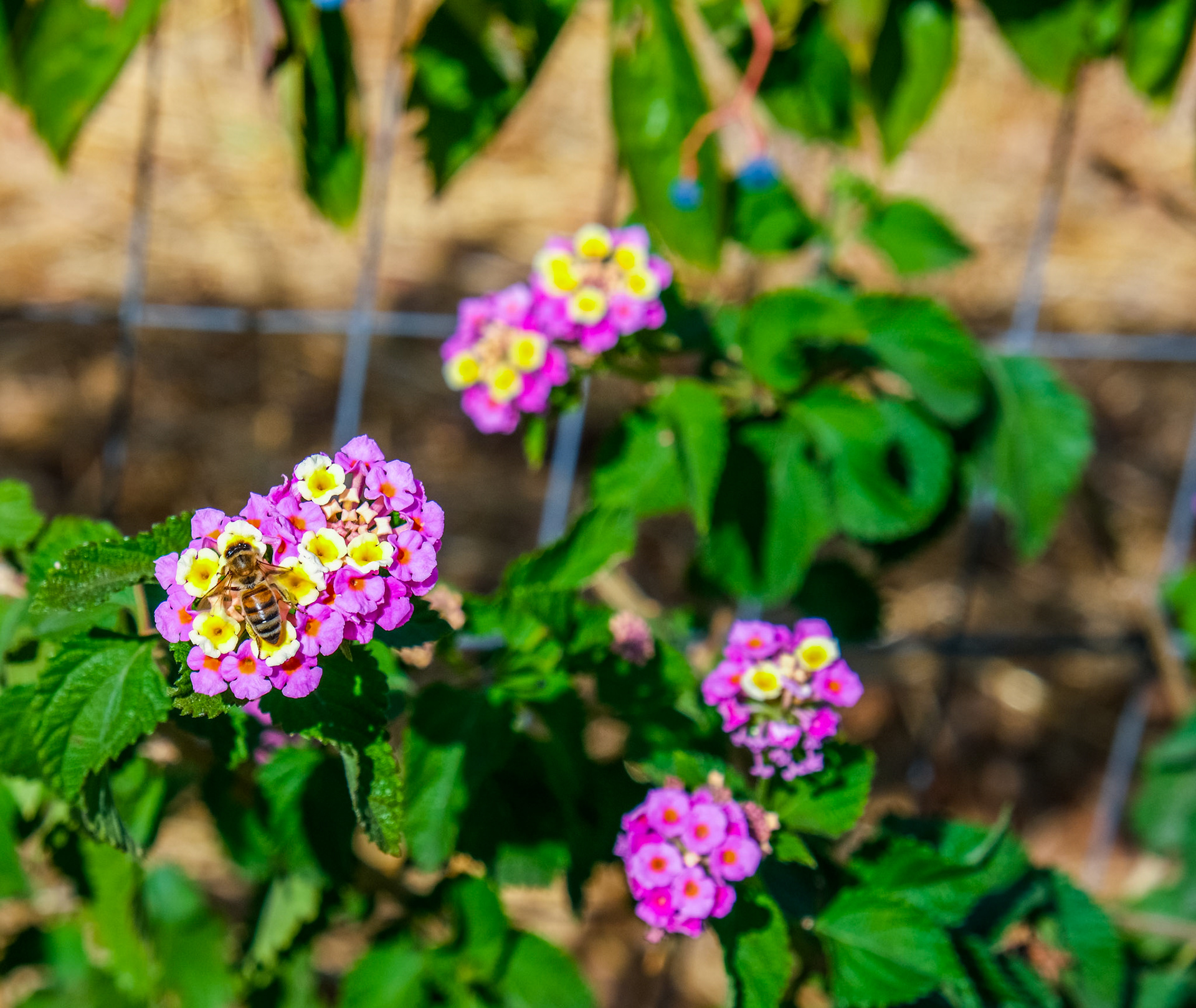 Busy day today for the local bees collecting nectar and pollen from the flowers.