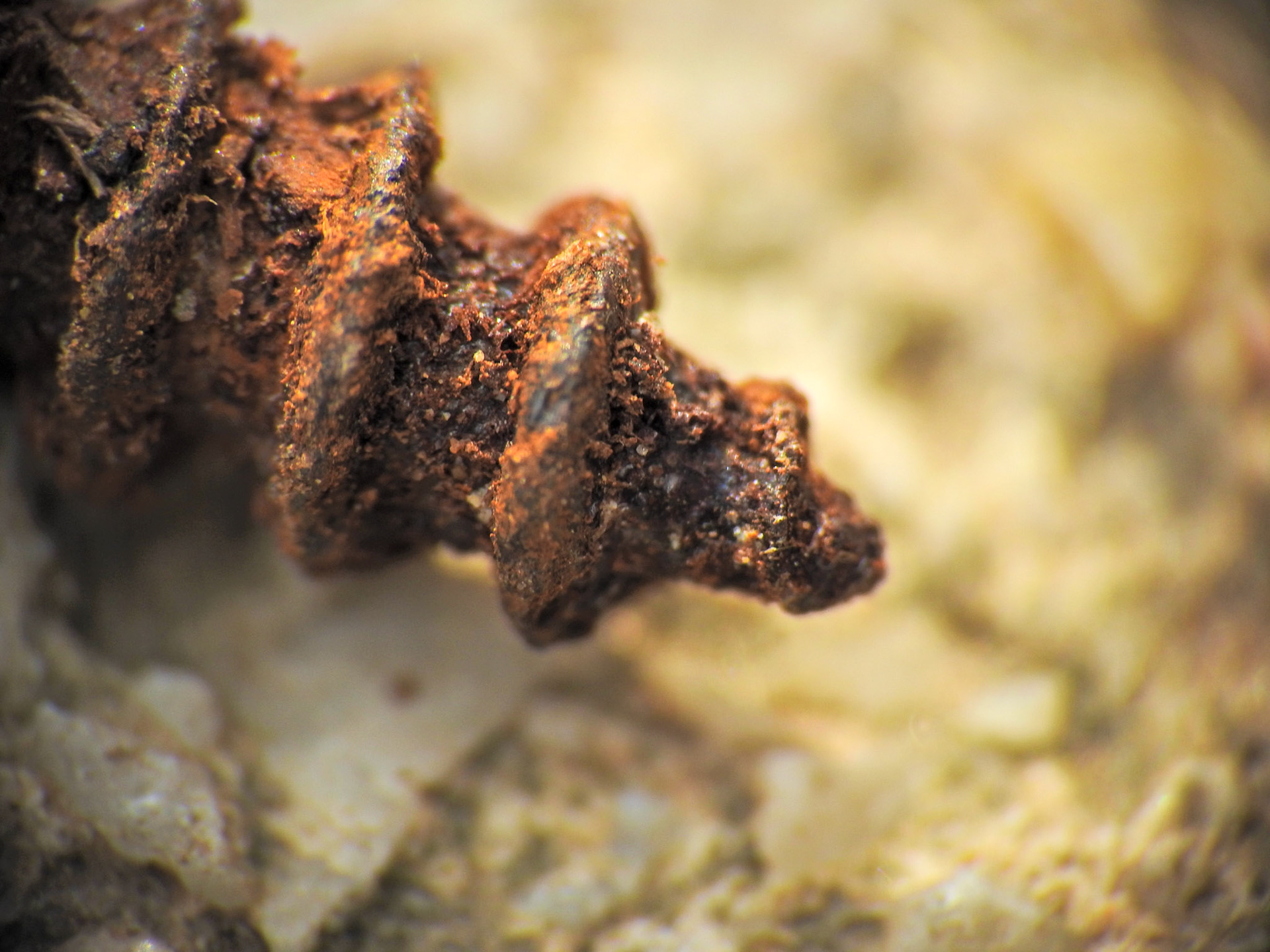 Taken with my Nikon Coolpix P900+Raynox DCR 250