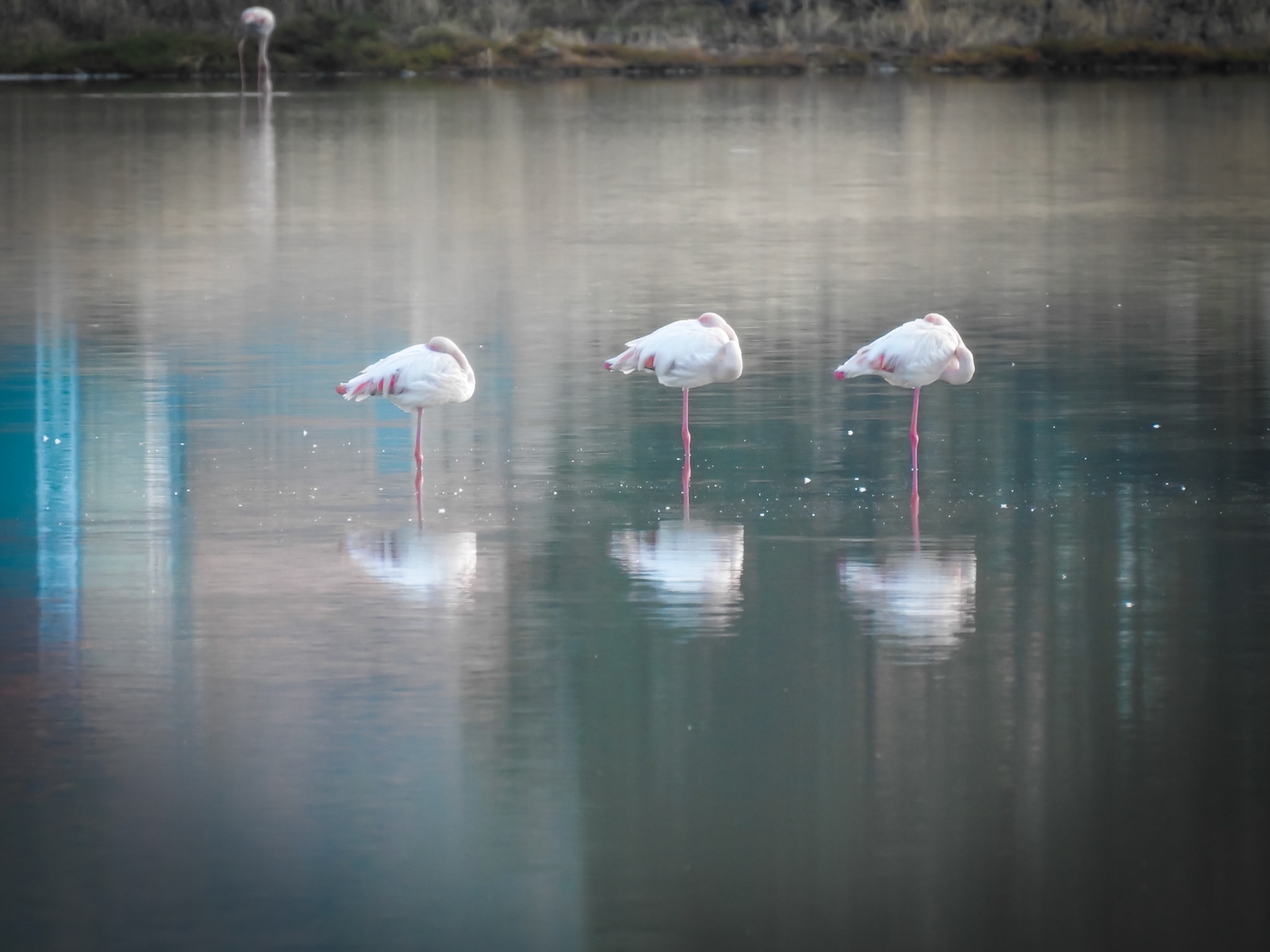 Taken with my Nikon Coolpix P900