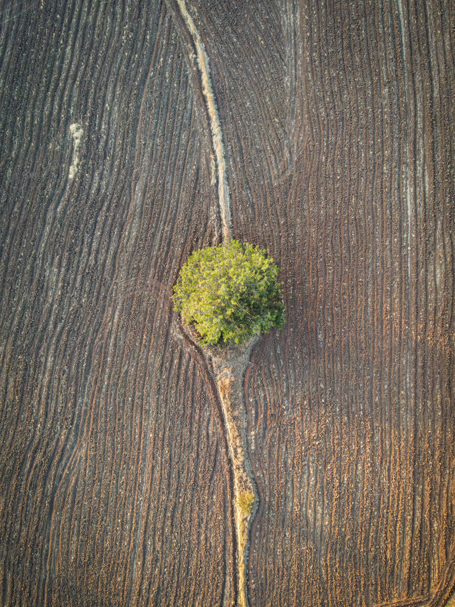 A lone pine one freshly ploughed field,shot during sunset. Taken with my DJI Mavic Air 2