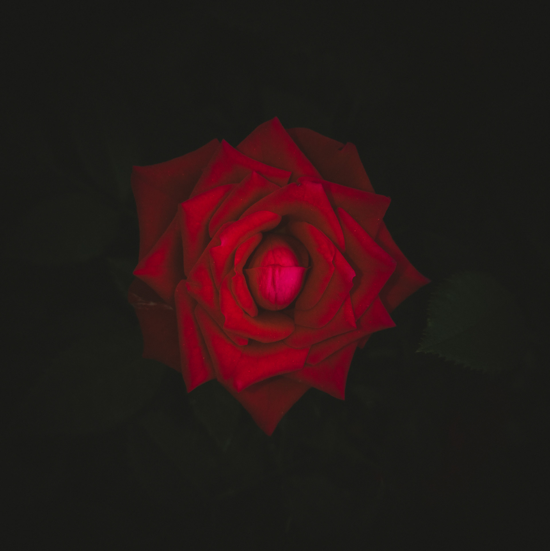 Taken with my Honor View 20